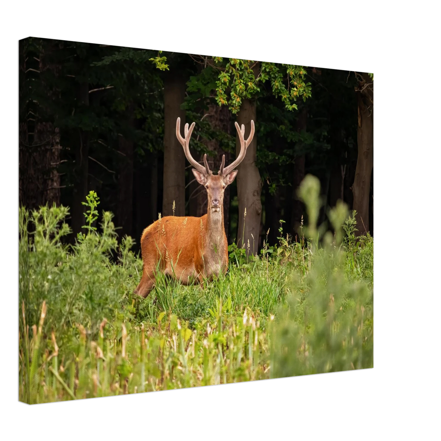 Wandbild majestaetischer hirsch im wald ein wildnis statement fuer ihr zuhause in verschiedenen groessen