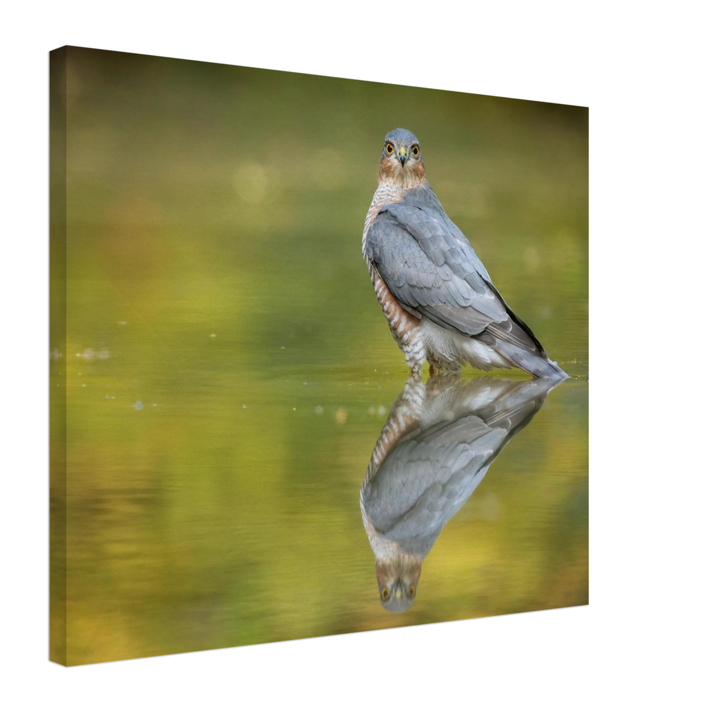 Wandbild mystischer sperber im morgengold faszinierende wildtierfotografie in ihrer wunschgroesse
