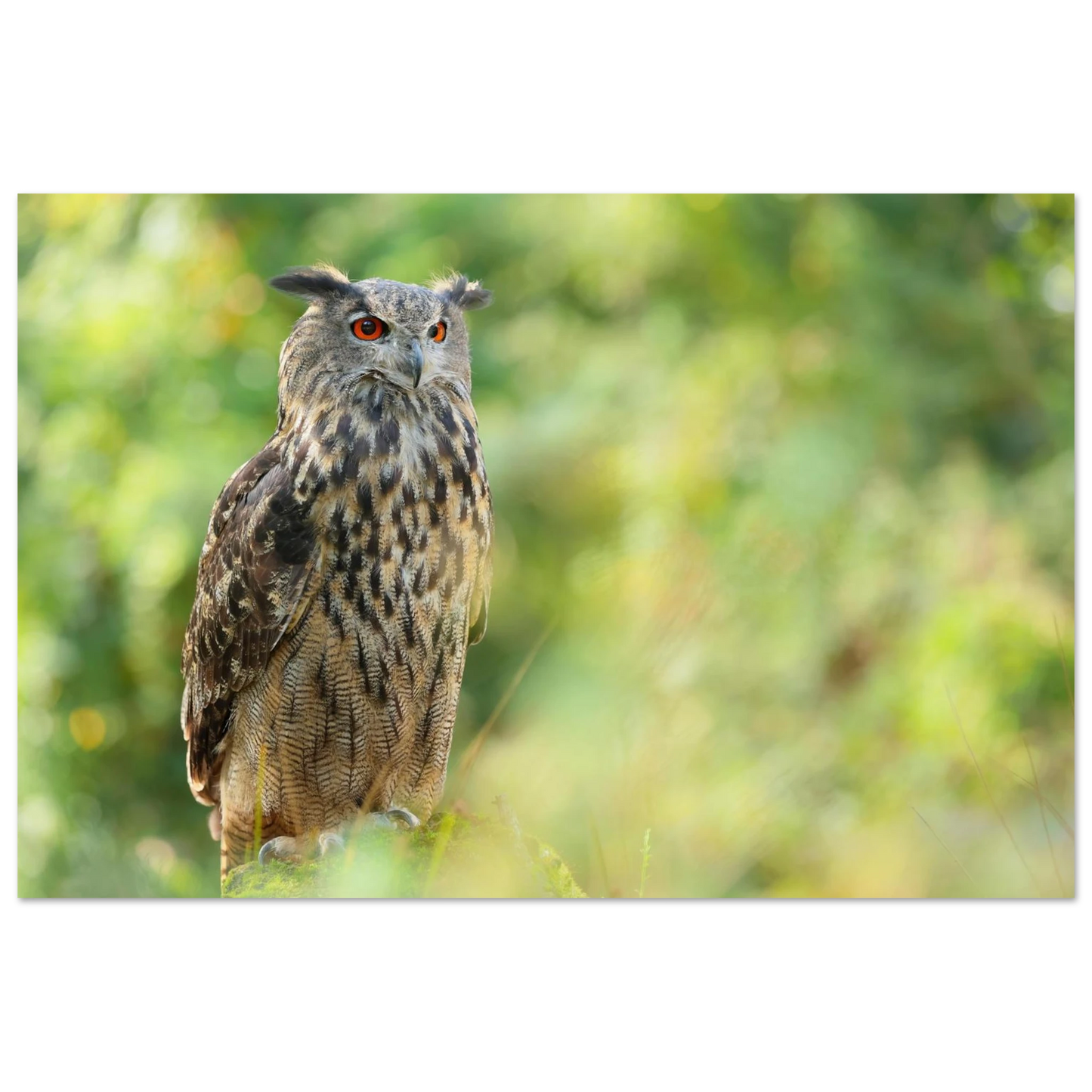 Wandbild mystische eule majestaetisches waldtier mit leuchtenden augen in ihrer wunschgroesse