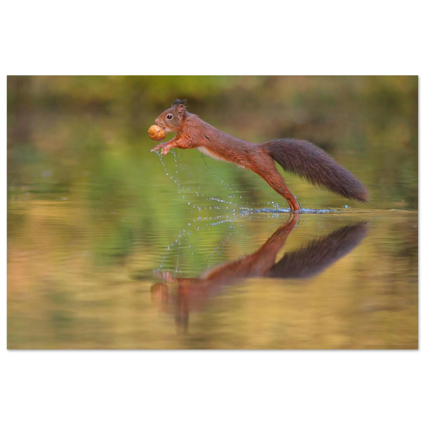 Wandbild eichhoernchen sprung dynamisches tierportrait auf premium leinwand in verschiedenen groessen erhaeltlich