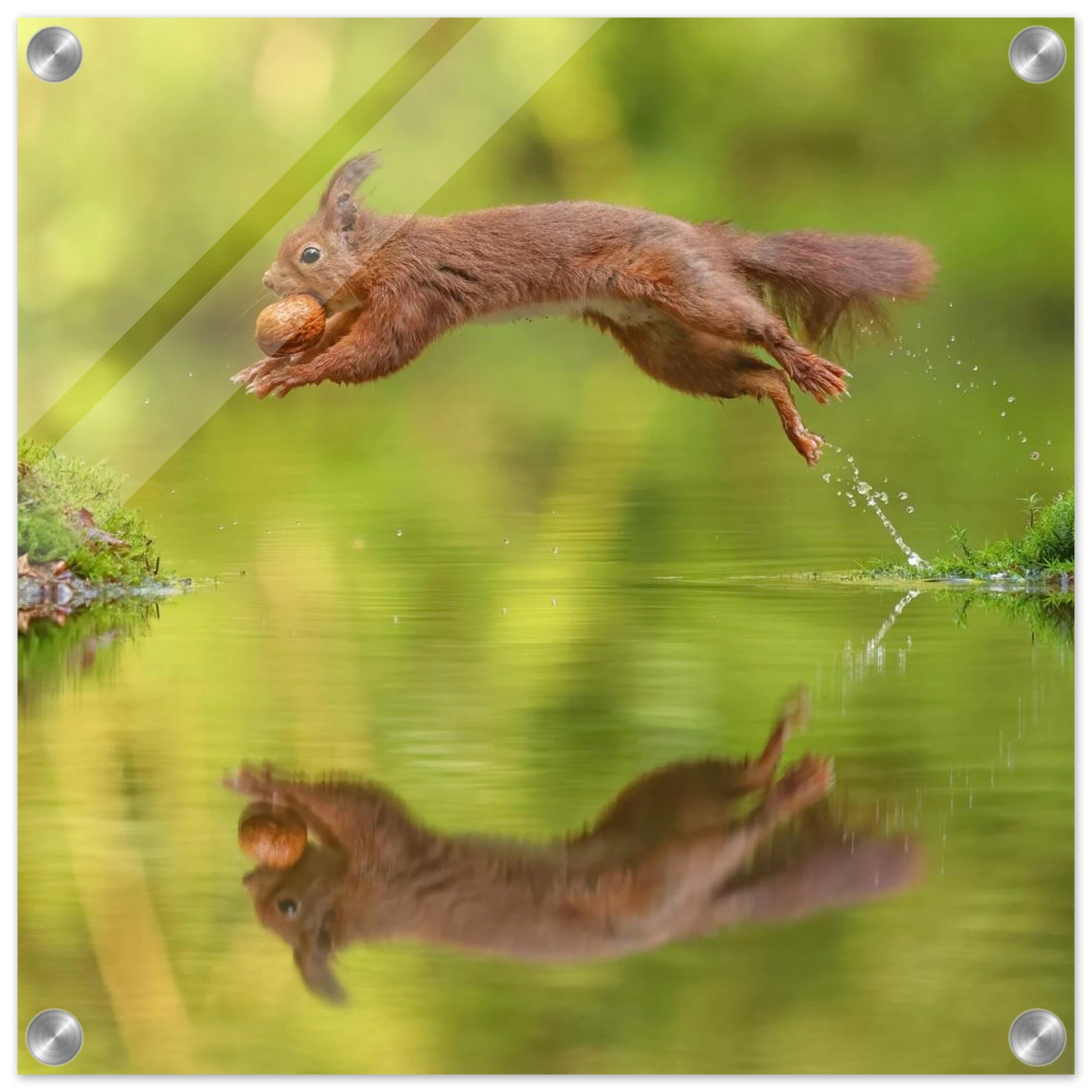 Wandbild eichhoernchen dynamisches wildtier poster mit lebendigen gruentoenen erhaeltlich in verschiedenen groessen