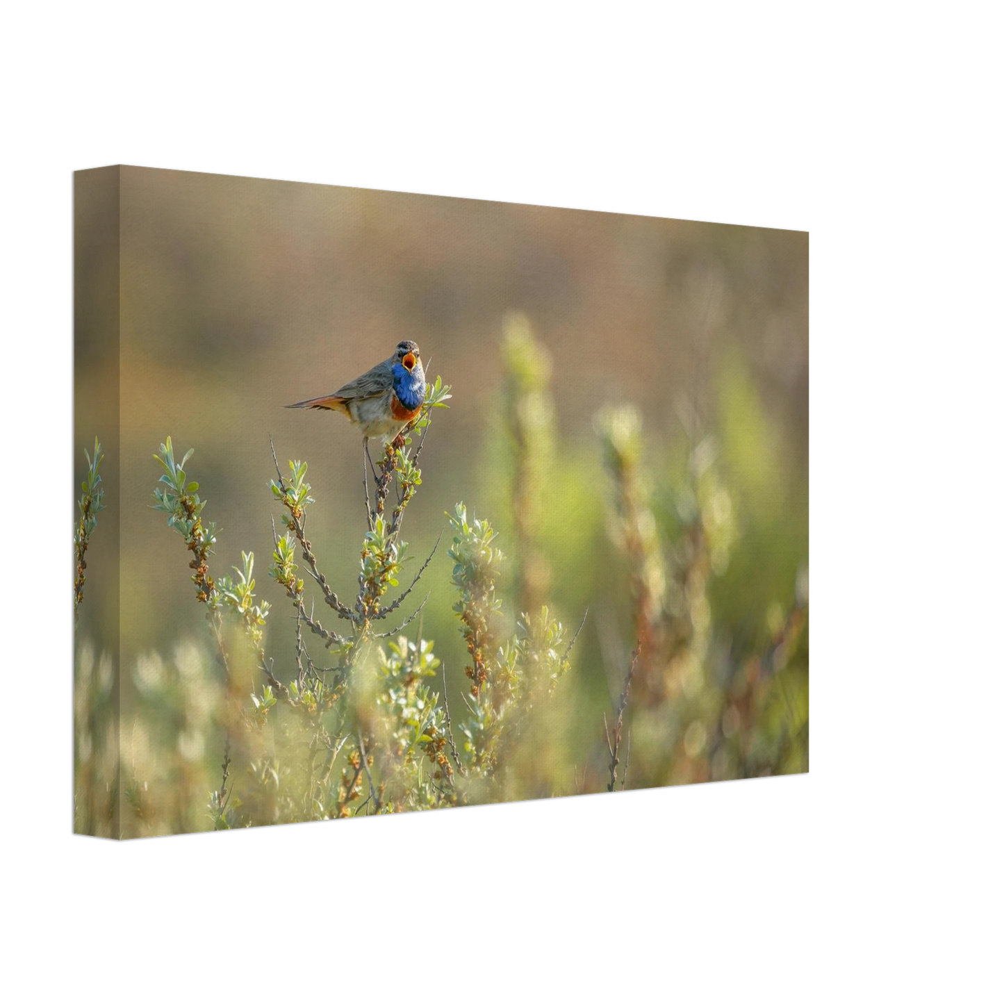 Wandbild blaukehlchen ein meisterwerk der natur auf leinwand in verschiedenen groessen erhaeltlich