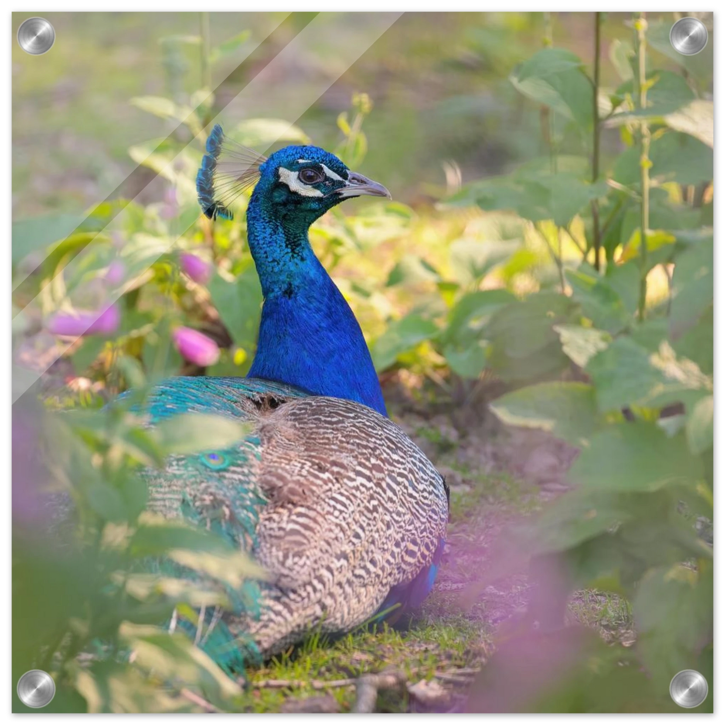 Wandbild majestaetischer pfau lebendige farbenpracht fuer ihre wand in vielen groessen erhaeltlich
