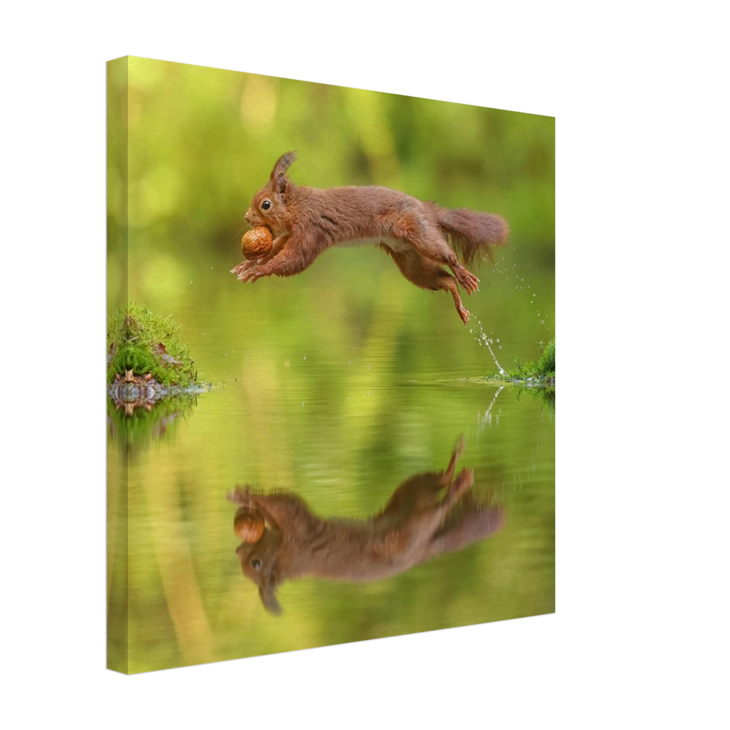 Wandbild eichhoernchen dynamisches wildtier poster mit lebendigen gruentoenen erhaeltlich in verschiedenen groessen