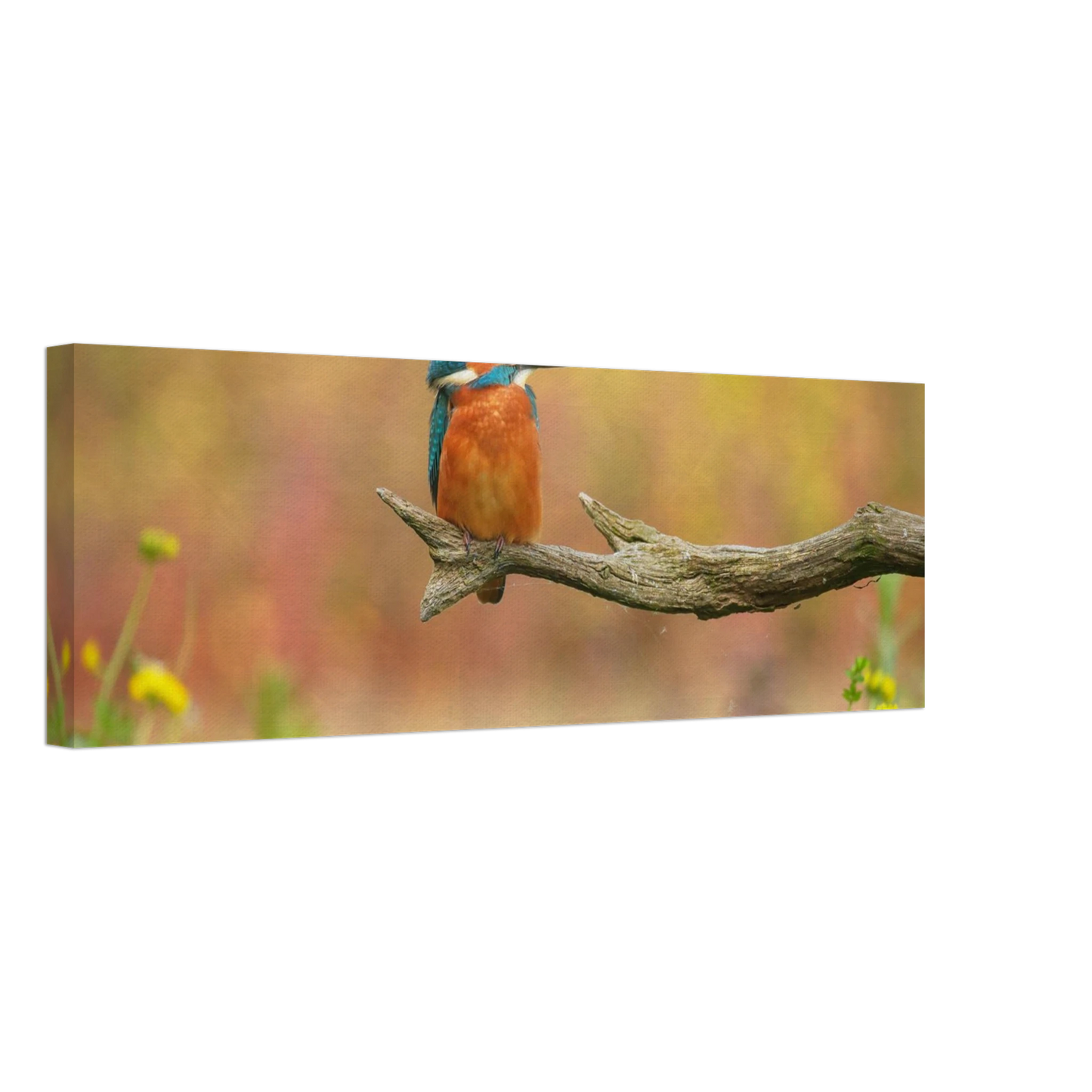 Wandbild eisvogel lebendige naturkunst fuer ihr zuhause in ihrer wunschgroesse