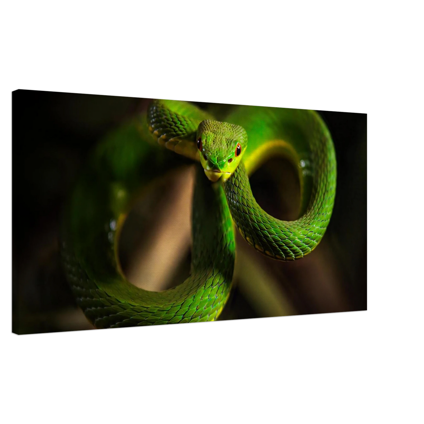Wandbild der gruene baumviper ein hypnotischer blick in verschiedenen groessen