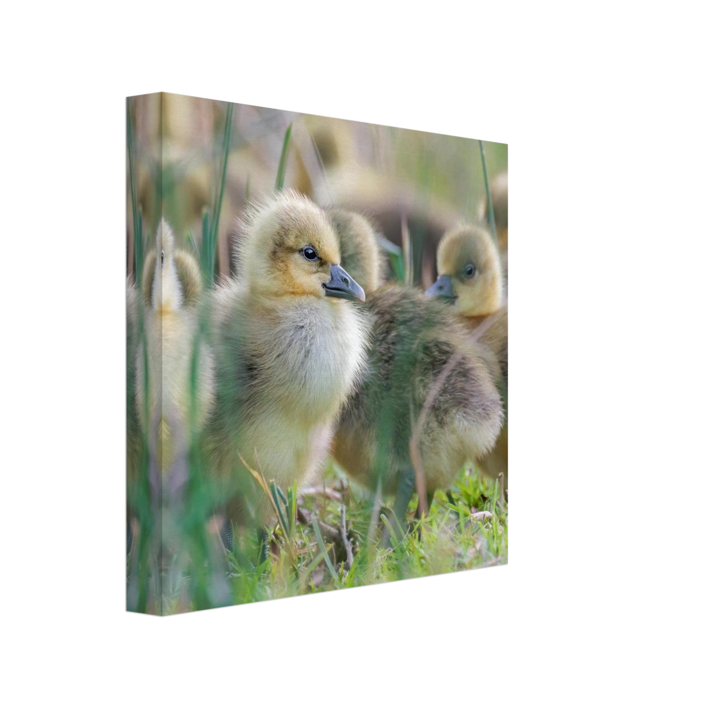 Wandbild kueken in zartgruen und gold suesse baby gans kunst in vielen groessen
