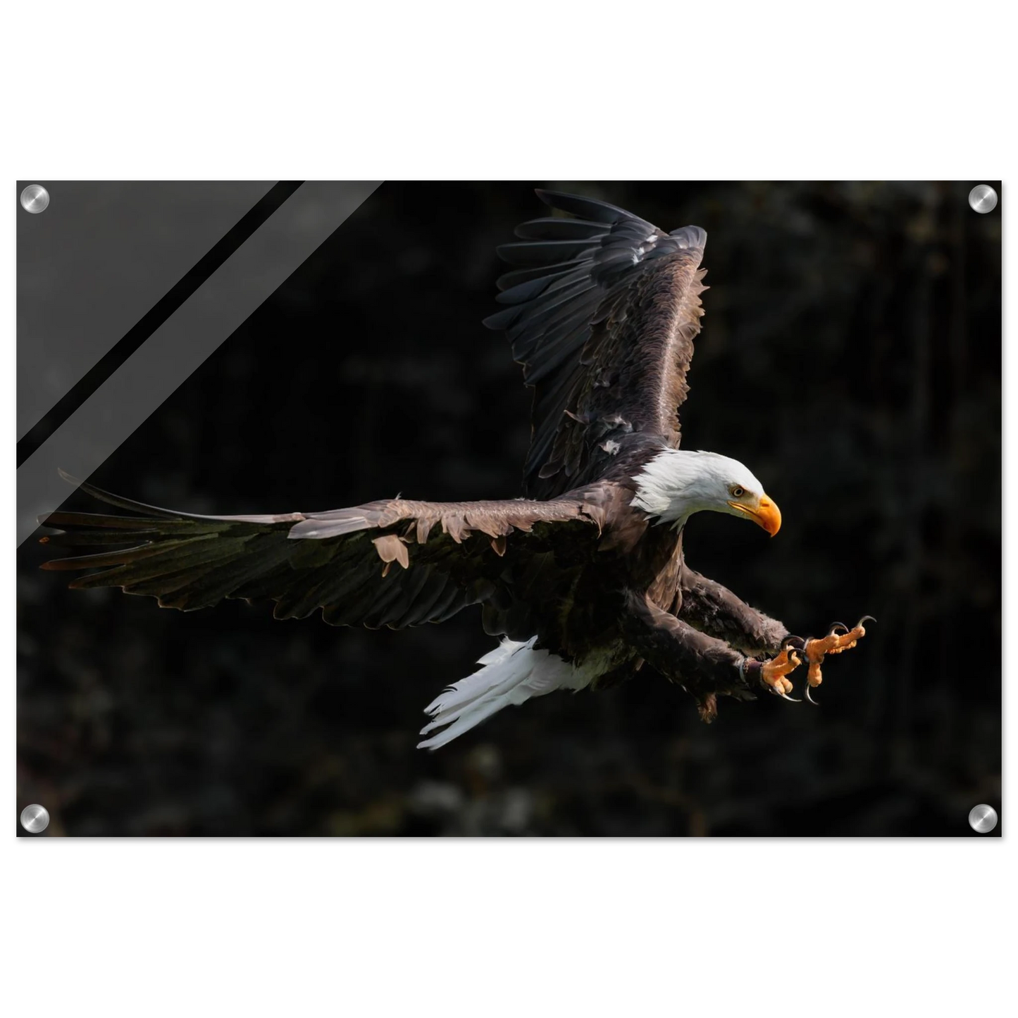 Wandbild majestaetischer weisskopfseeadler im flug freiheit staerke in ihrer wunschgroesse