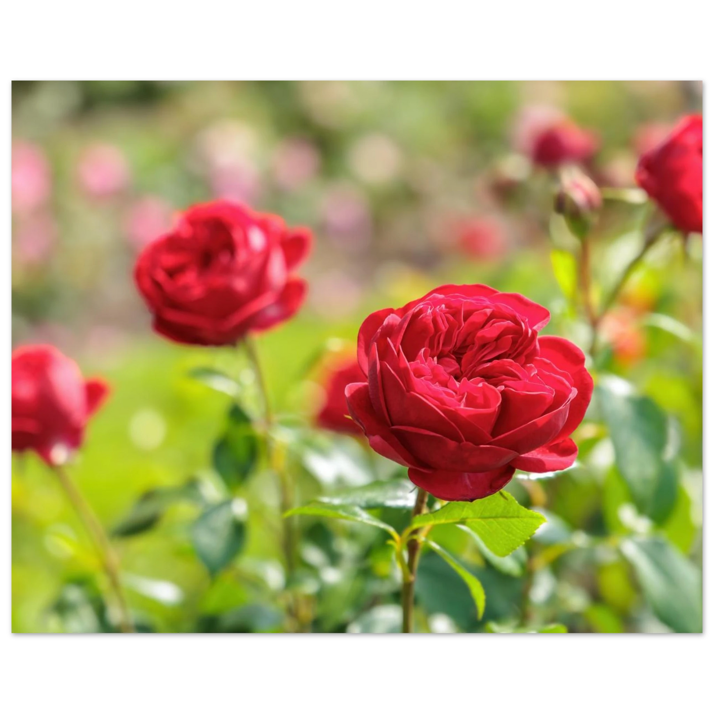 Wandbild rote rosen lebendige bluetenpracht fuer ihr zuhause in ihrer wunschgroesse