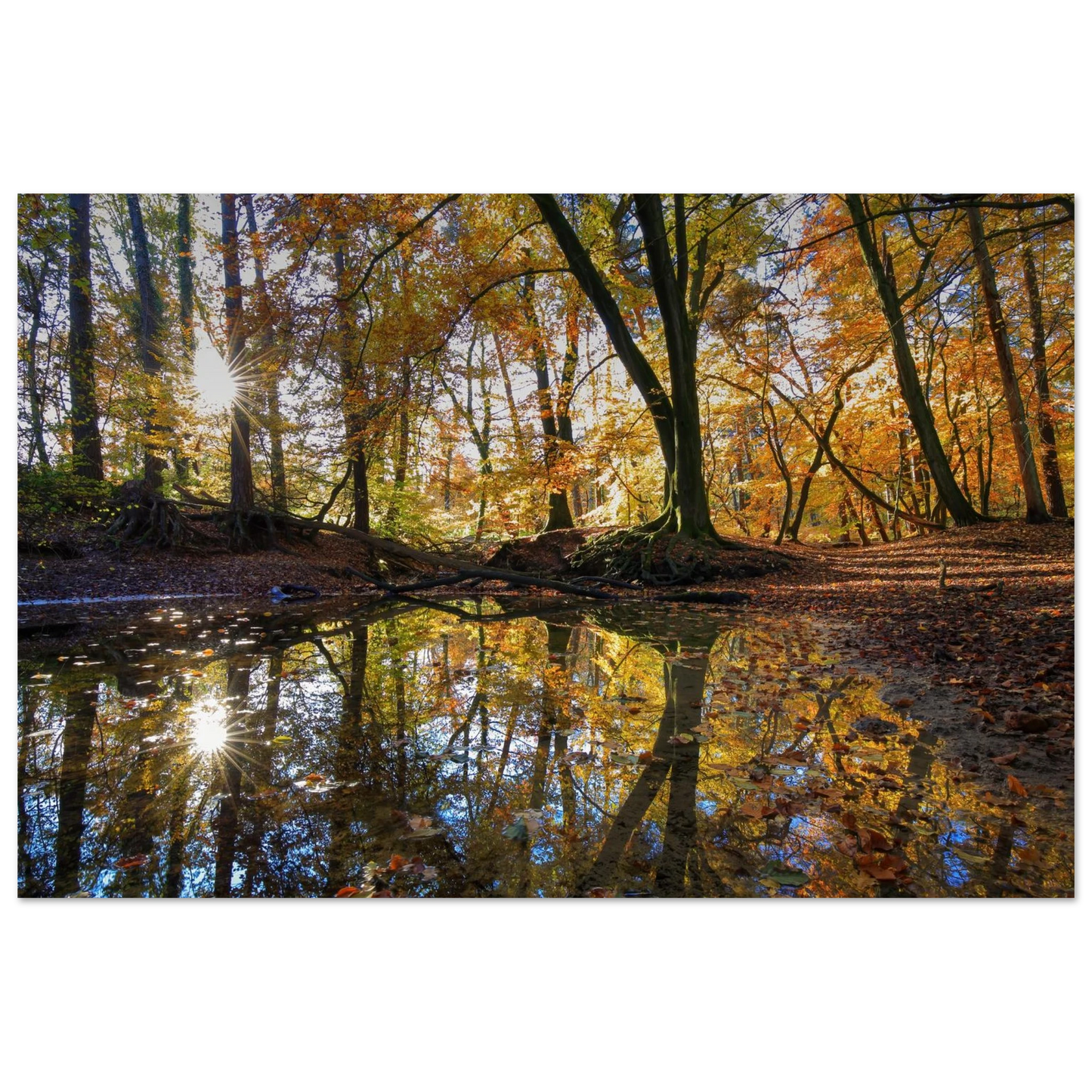 Wandbild goldener herbstwald stimmungsvolle spiegelung der natur in ihrer wunschgroesse