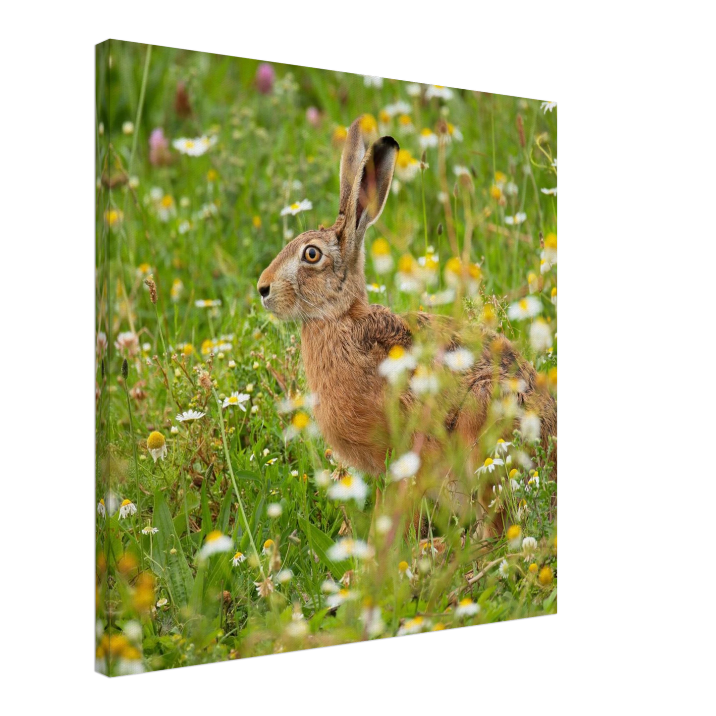 Wandbild Idyllische hasenwiese wandbild waehle dein wunschformat