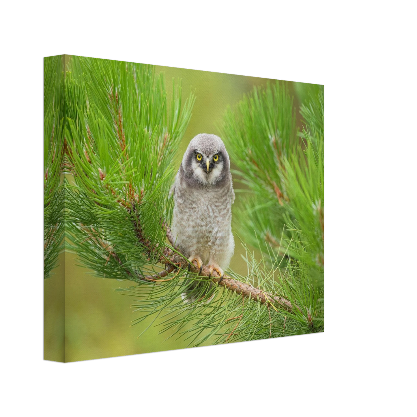 Wandbild bezaubernde eule auf kiefernzweig ruhiges naturmotiv fuer ihr zuhause