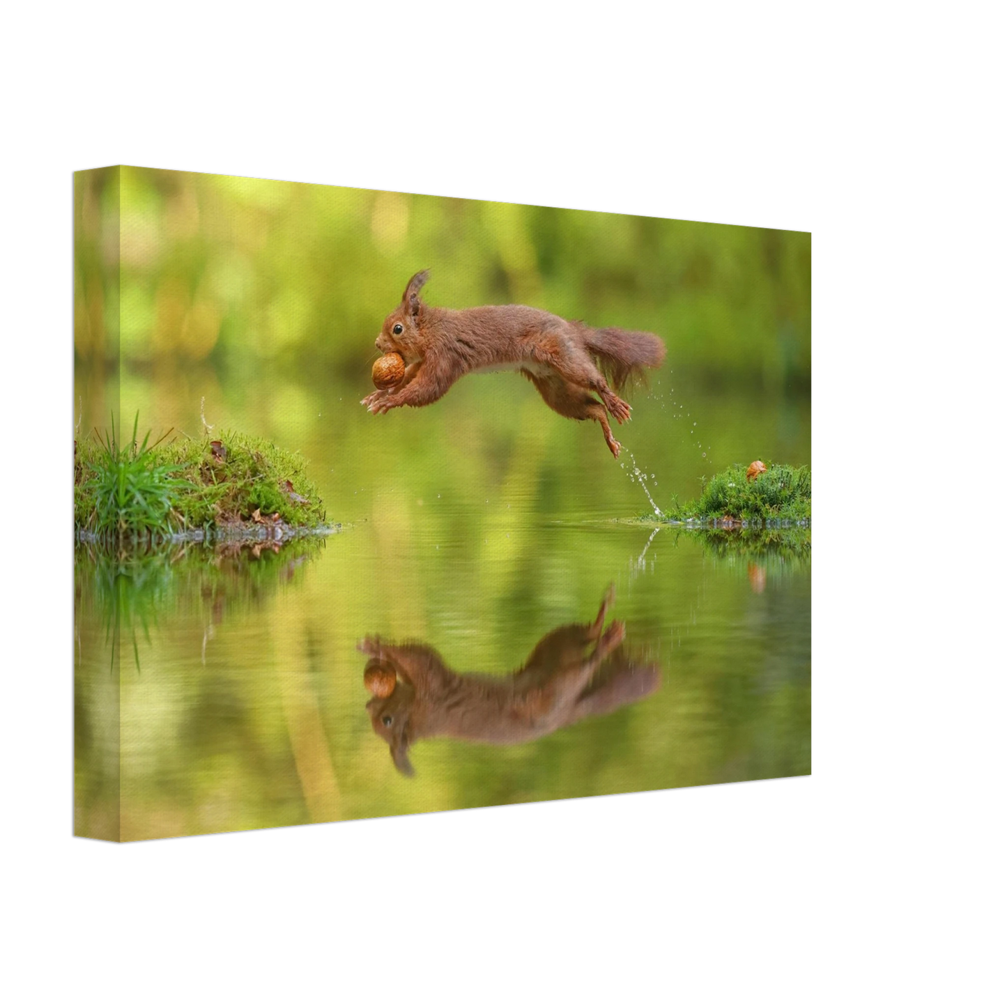 Wandbild eichhoernchen dynamisches wildtier poster mit lebendigen gruentoenen erhaeltlich in verschiedenen groessen