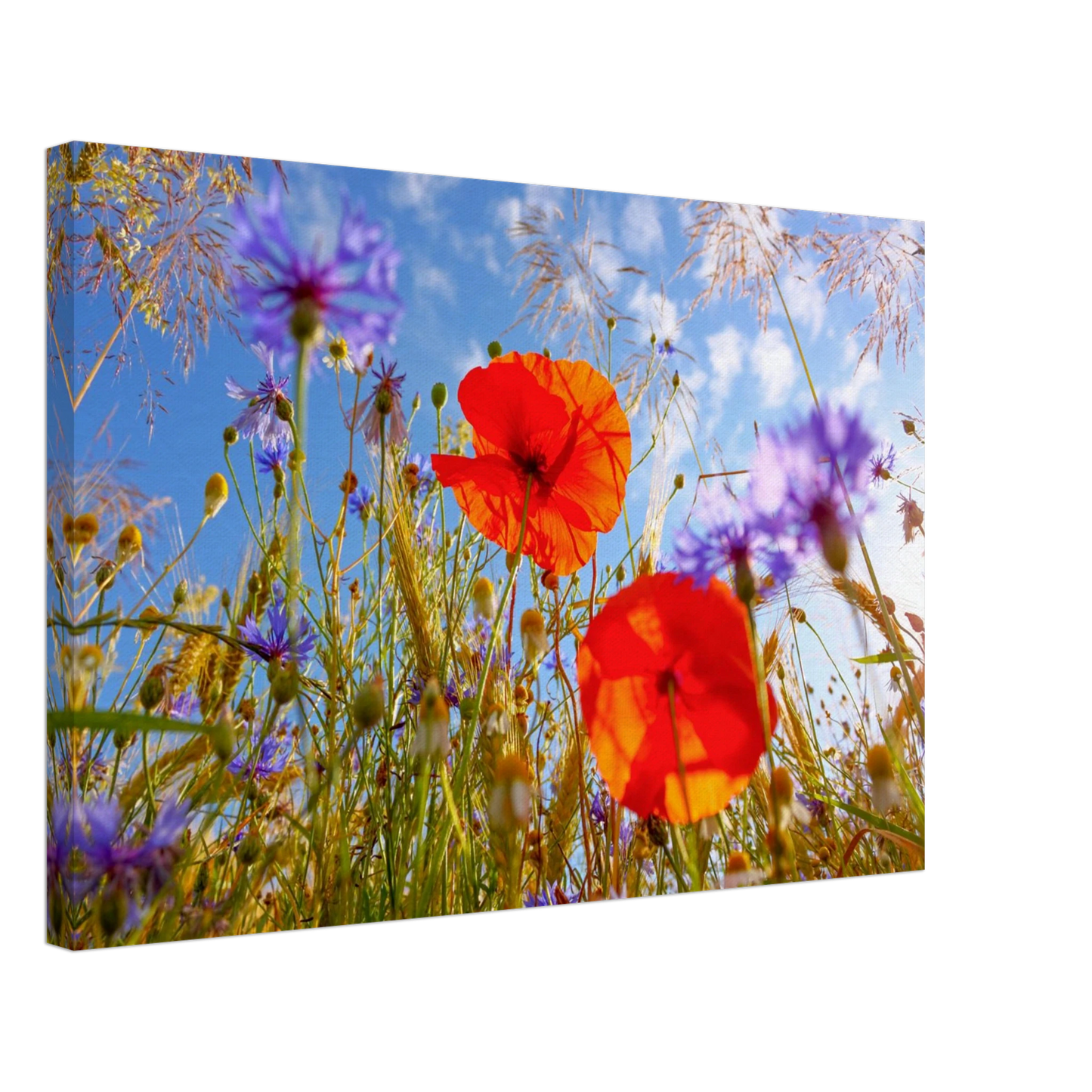 Wandbild lebendige wildblumenwiese mohnblumen kornblumen unter blauem himmel