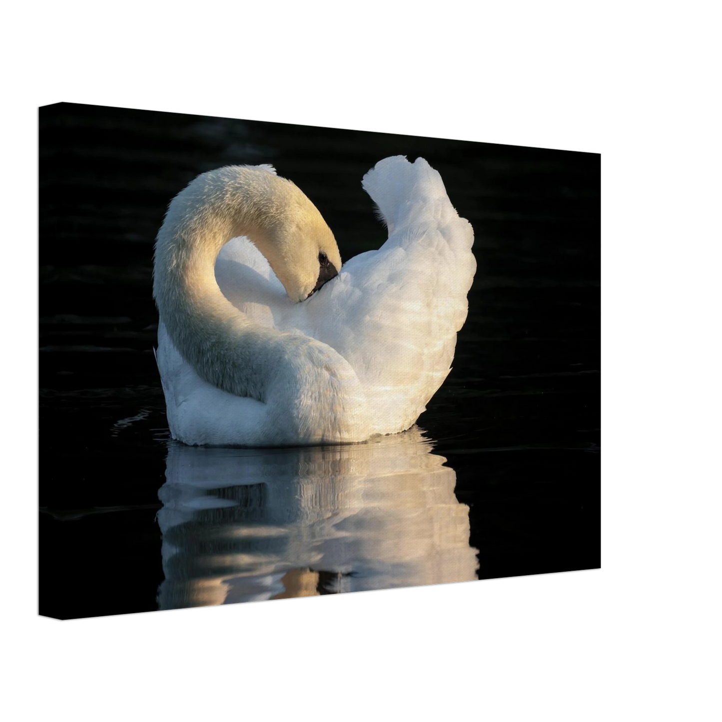 Wandbild schwan bei sonnenuntergang elegante wandkunst fuer ihr zuhause