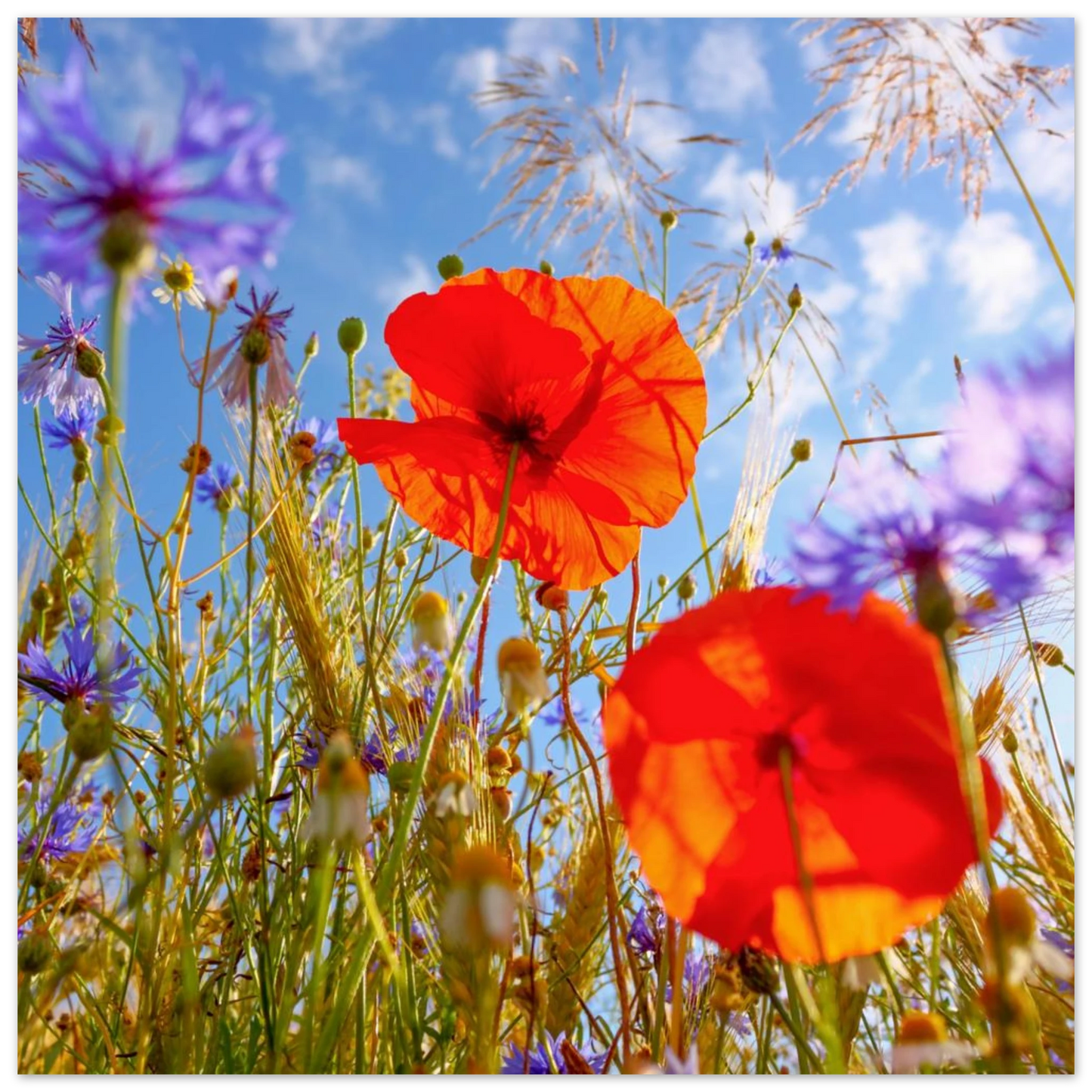 Wandbild lebendige wildblumenwiese mohnblumen kornblumen unter blauem himmel