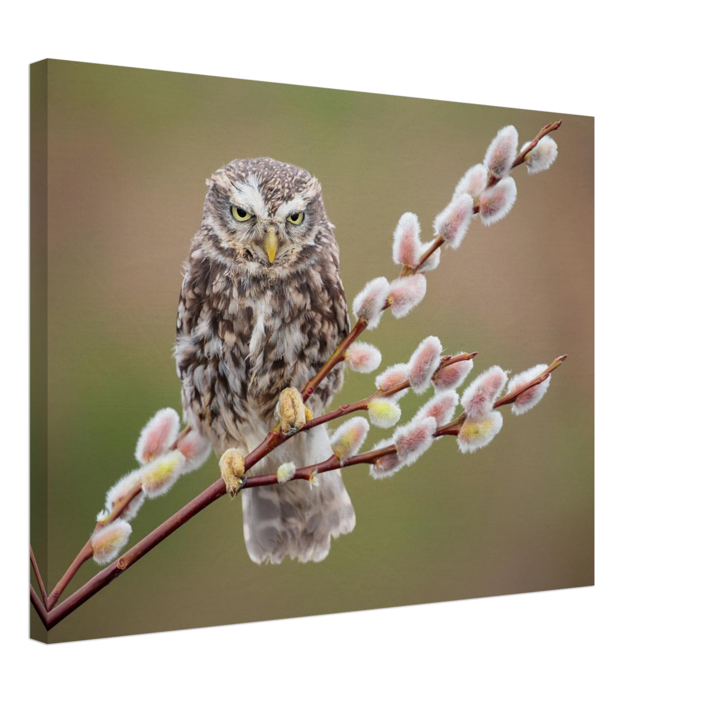 Wandbild der weise waechter ein kaeuzchen auf weidenkaetzchen im fruehlingslicht