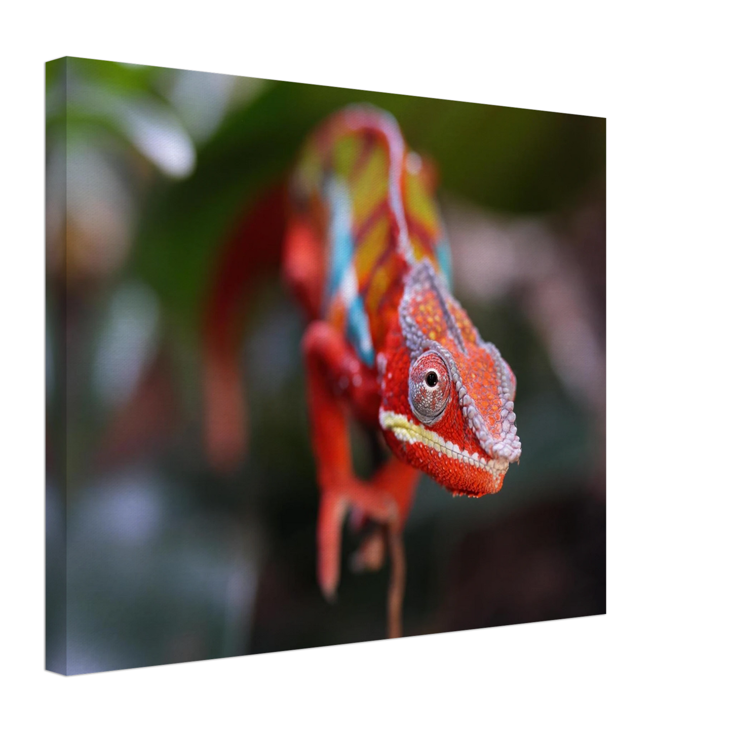 Wandbild faszinierendes chamaeleon portraet lebendige tierkunst fuer ihr zuhause in ihrer wunschgroesse