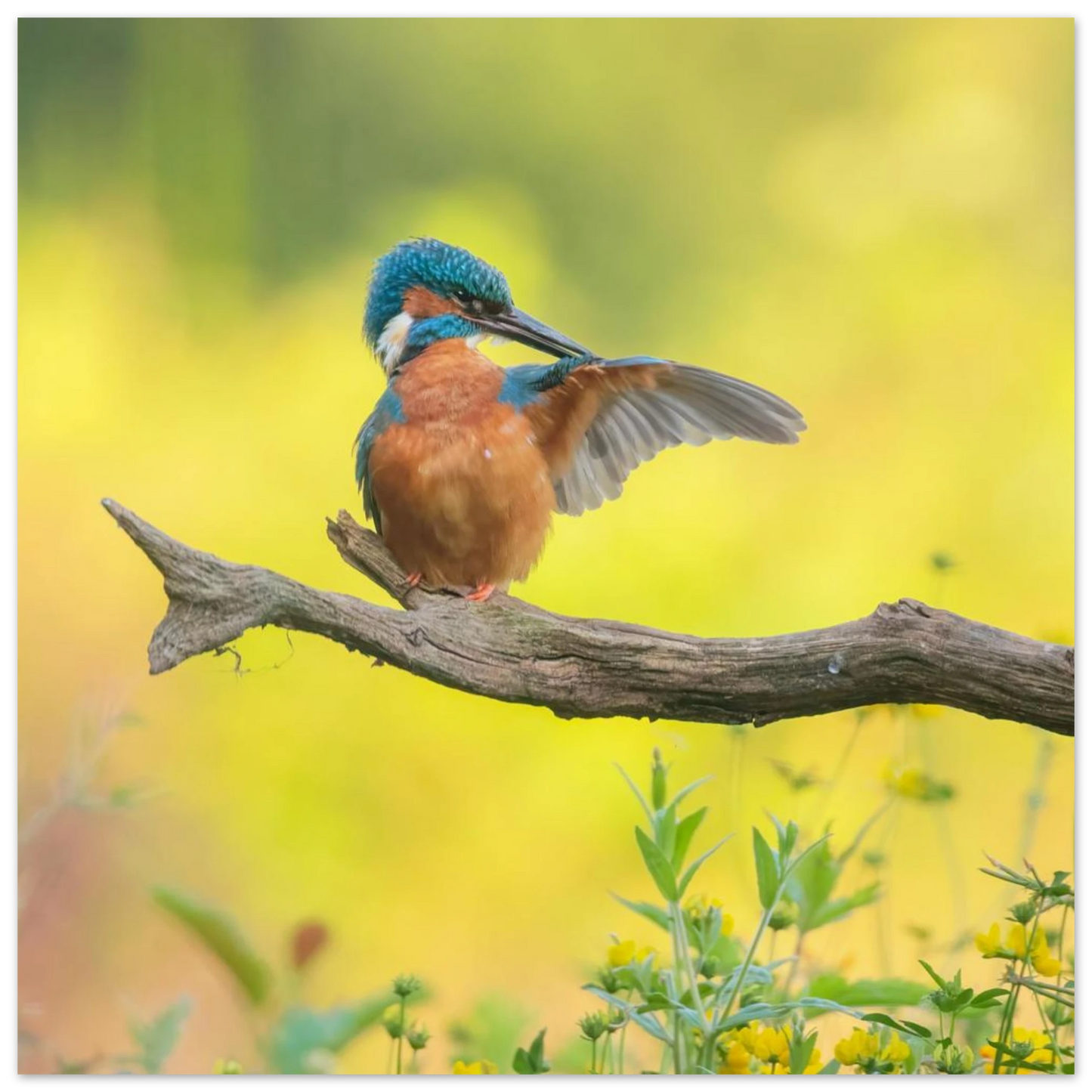 Wandbild eisvogel lebendige naturkunst fuer ihr zuhause