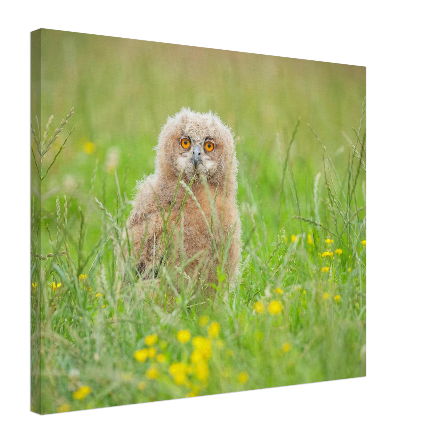 Wandbild junges eulenkueken im gras ein bezaubernder anblick fuer ihr zuhause in vielen groessen