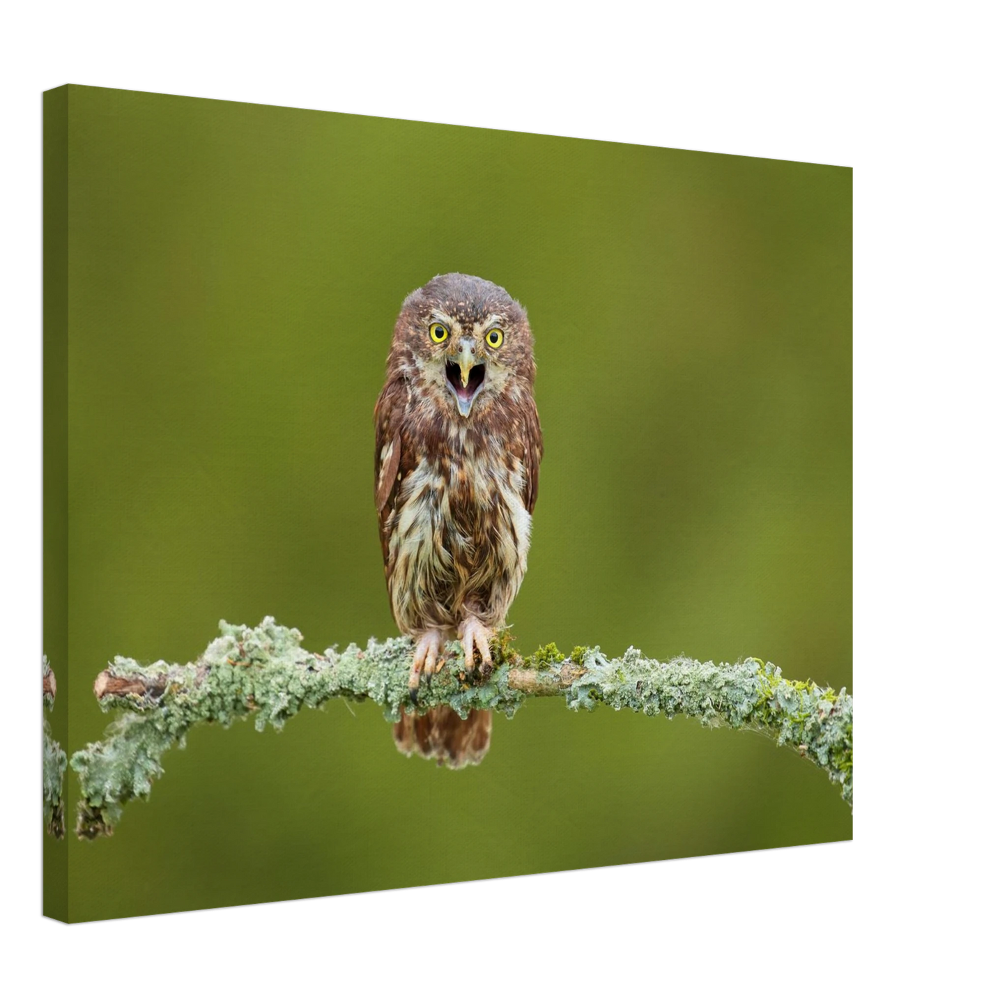 Wandbild rufer der wildnis faszinierendes eulen portraet mit leuchtenden augen fuer ihr zuhause