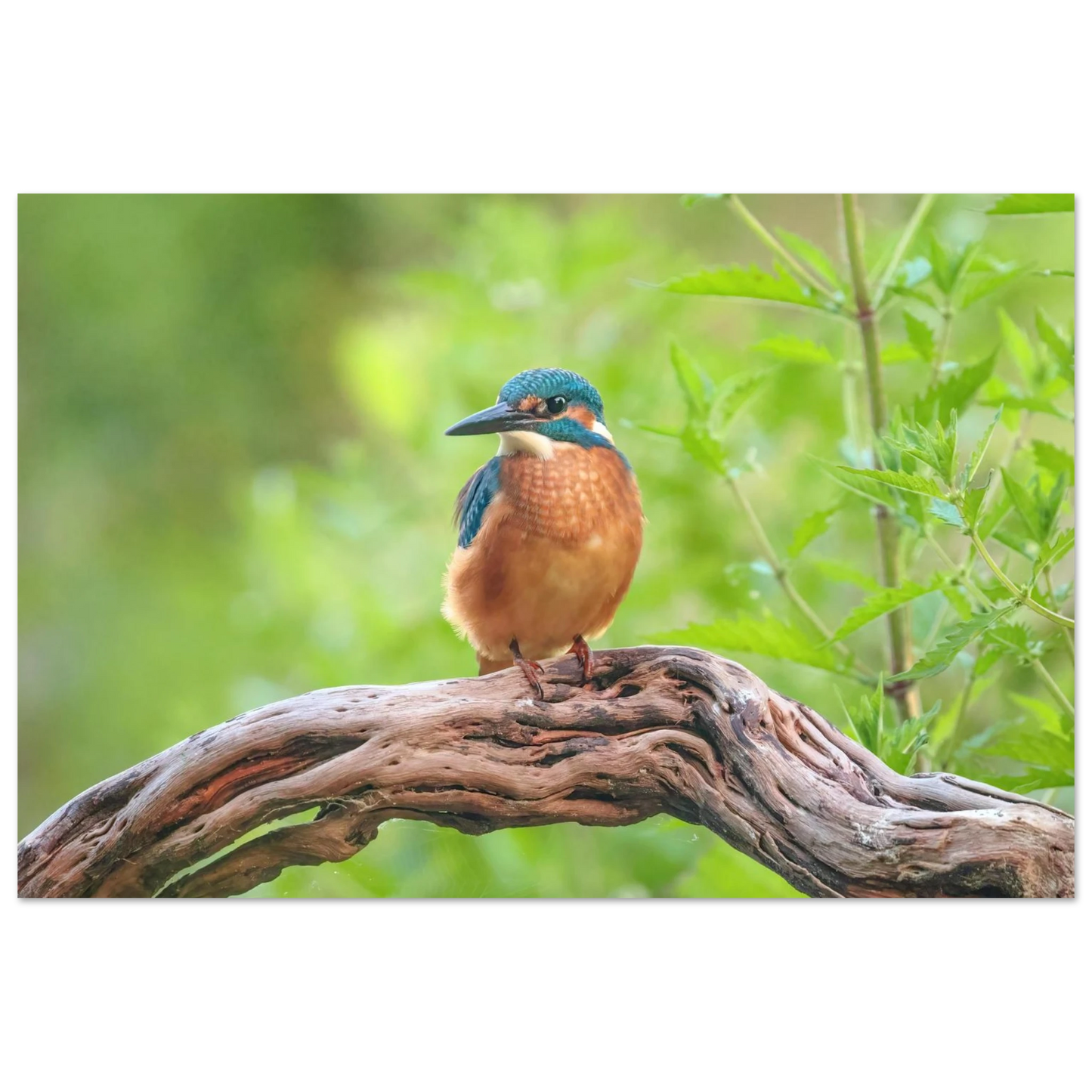 Wandbild eisvogel lebendige naturkunst fuer ihr zuhause in ihrer wunschgroesse 2