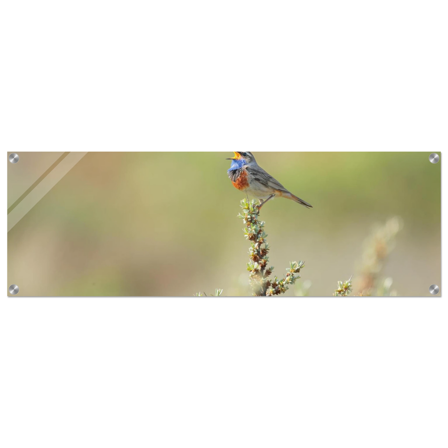 Wandbild der ruf der wildnis ein lebhaftes vogelportraet