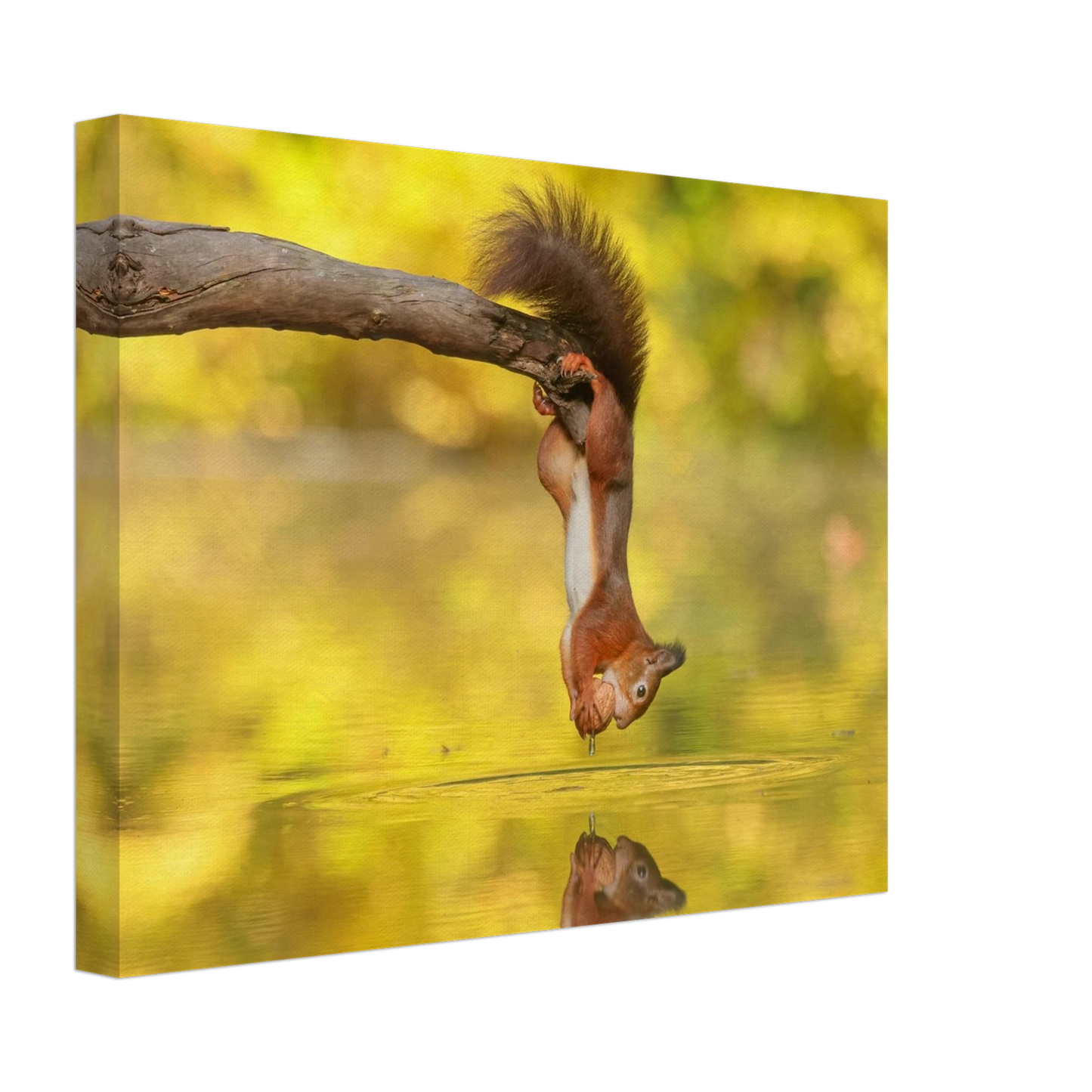 Wandbild akrobatik eichhoernchen lebendiges wildtier kunstwerk fuer ihr zuhause