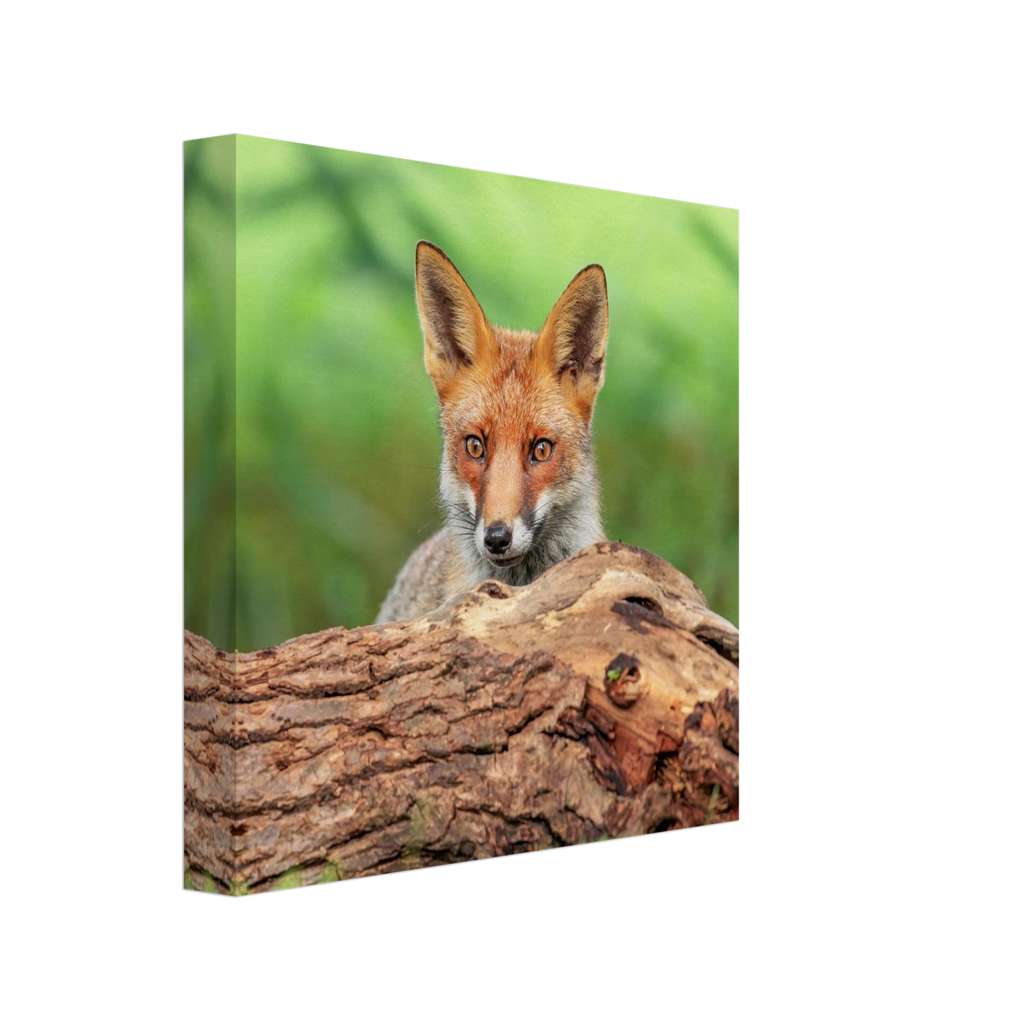 Wandbild fuchs im versteck einzigartige naturkunst fuer ihr zuhause