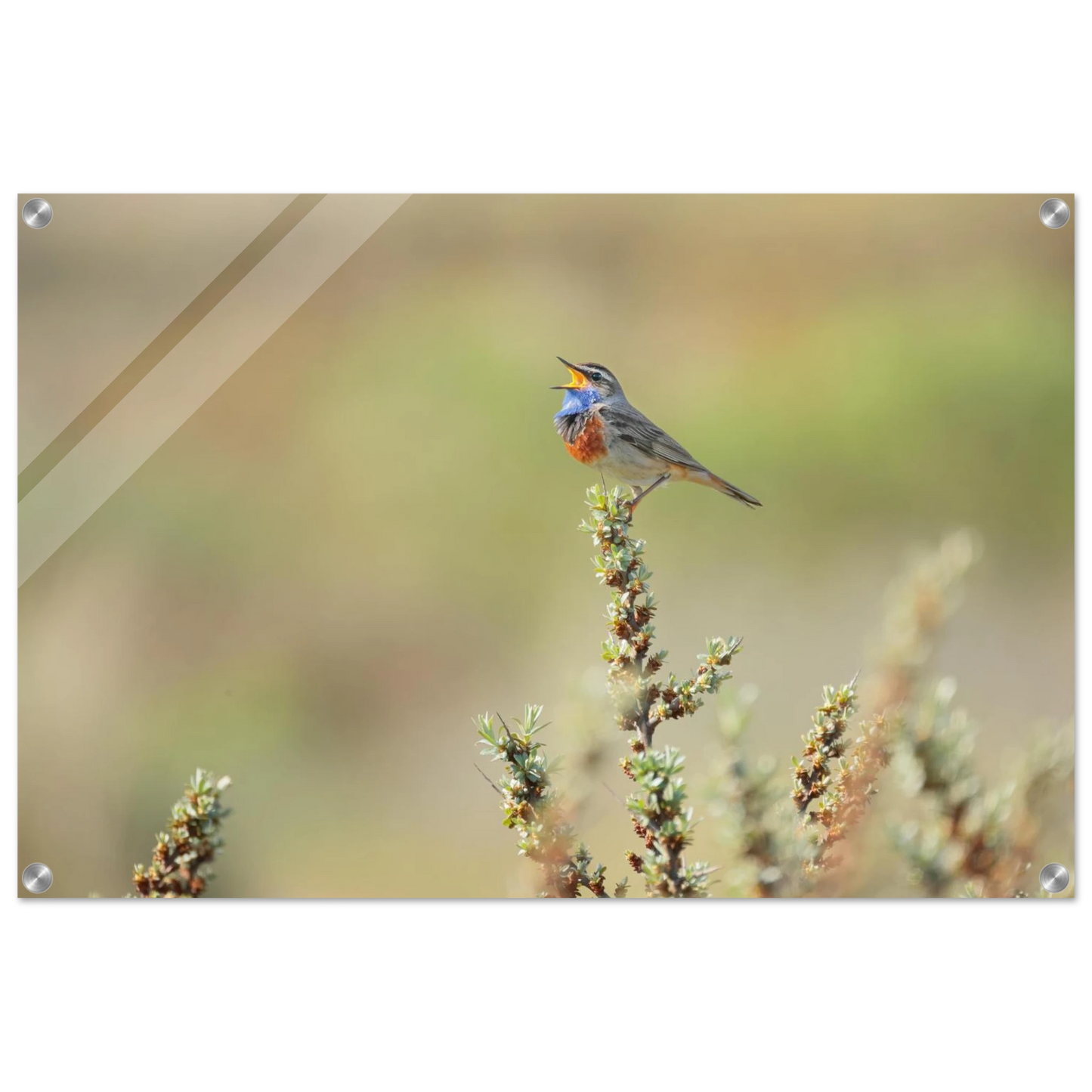 Wandbild der ruf der wildnis ein lebhaftes vogelportraet