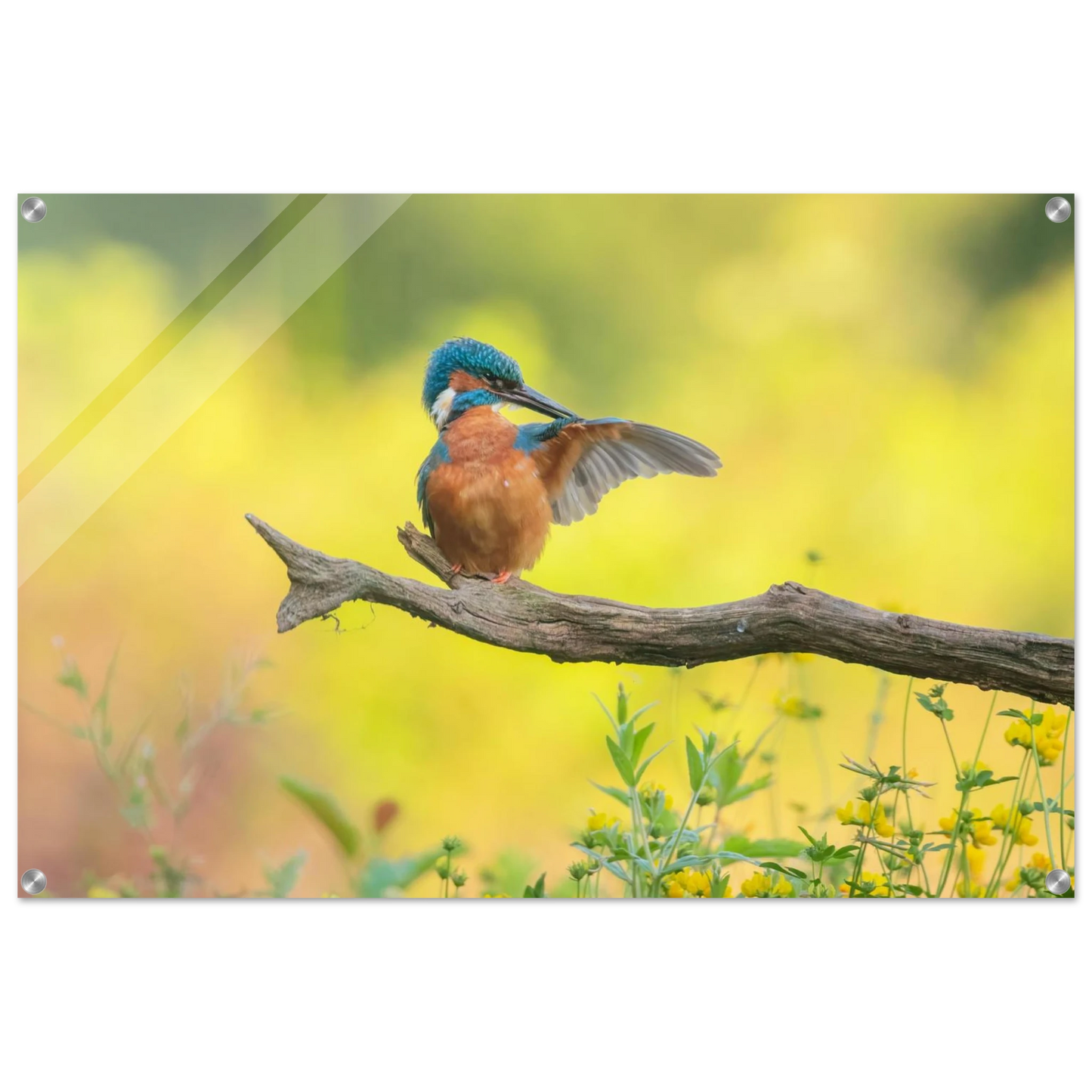 Wandbild eisvogel lebendige naturkunst fuer ihr zuhause