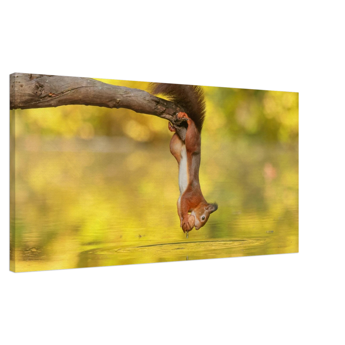 Wandbild akrobatik eichhoernchen lebendiges wildtier kunstwerk fuer ihr zuhause