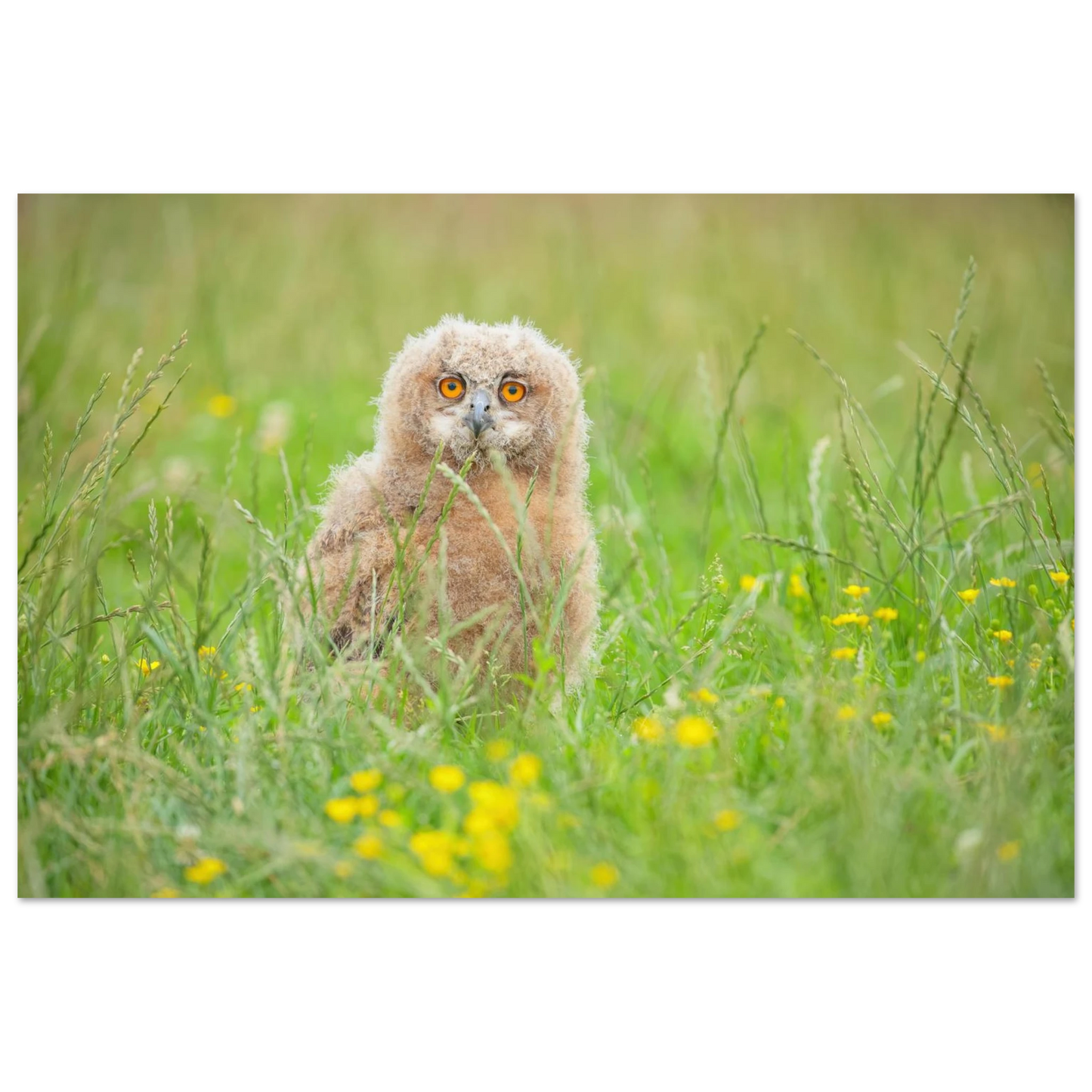 Wandbild junges eulenkueken im gras ein bezaubernder anblick fuer ihr zuhause in vielen groessen