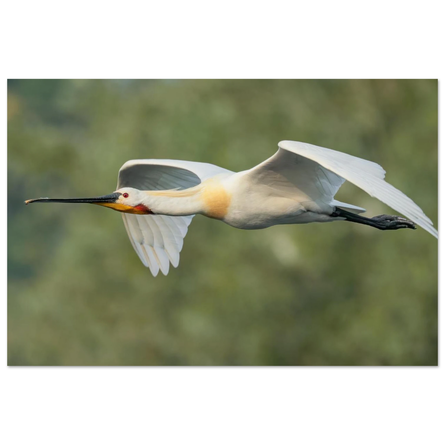 Wandbild eleganter loeffler im flug naturfotografie fuer ihr zuhause in vielen groessen