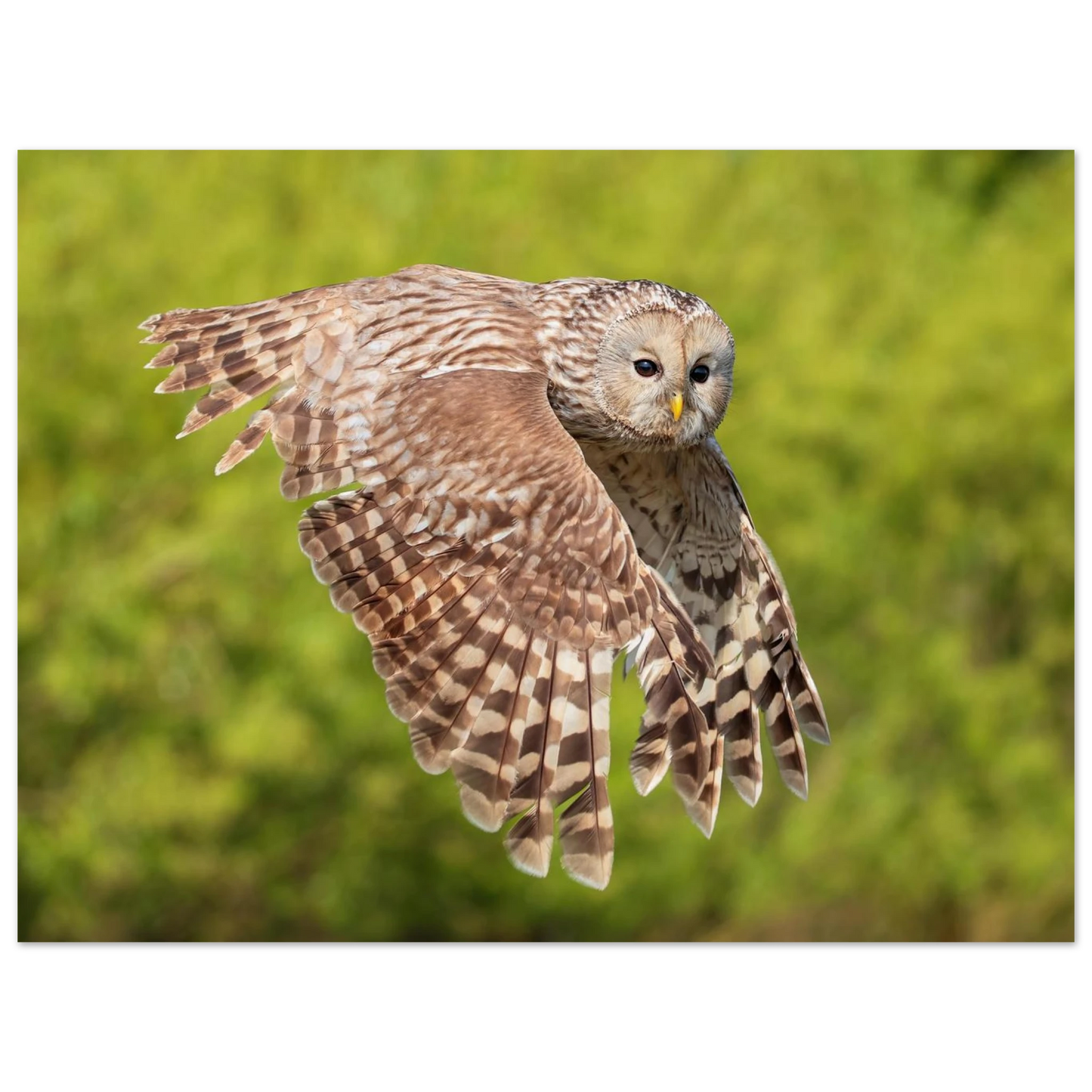 Wandbild majestaetische eule im flug naturfotografie fuer ihr zuhause