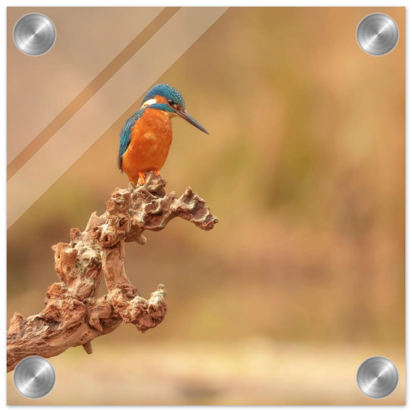 Wandbild eisvogel lebendige naturkunst fuer ihr zuhause in vielen groessen