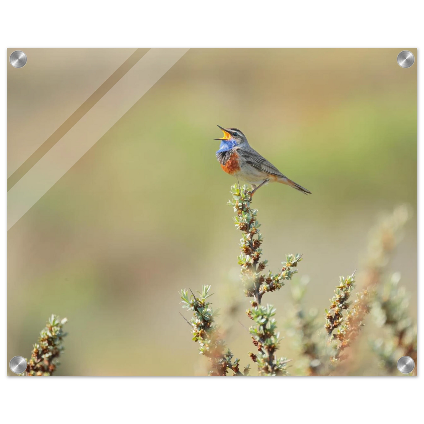 Wandbild der ruf der wildnis ein lebhaftes vogelportraet
