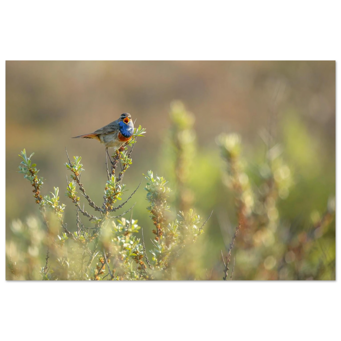 Wandbild blaukehlchen ein meisterwerk der natur auf leinwand in verschiedenen groessen erhaeltlich