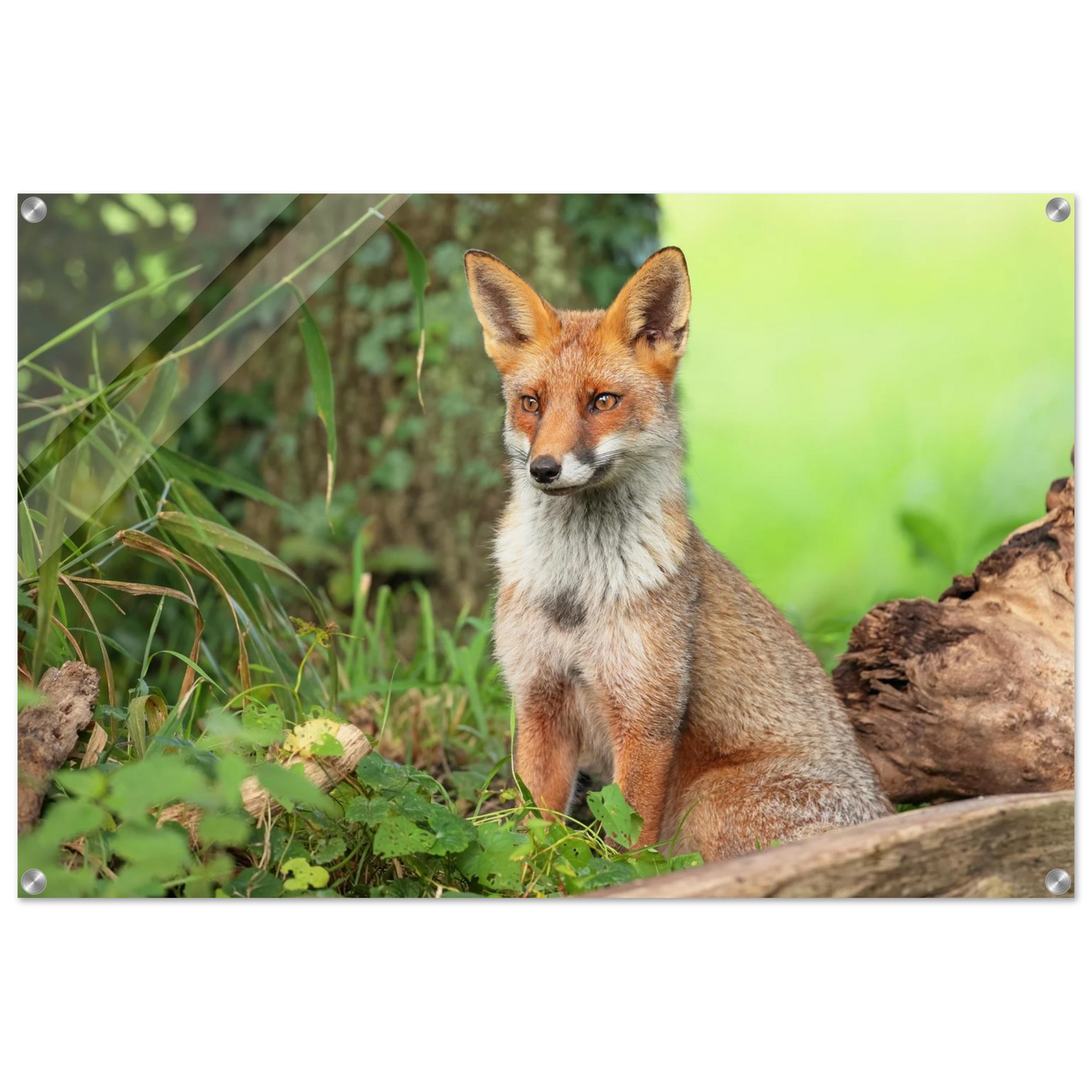 Wandbild majestaetischer rotfuchs ein augenblick der ruhe in der natur erhaeltlich in zahlreichen groessen