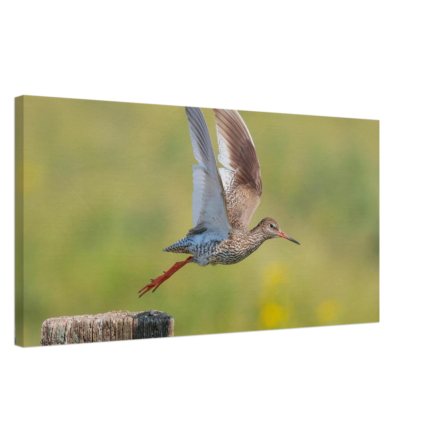 Wandbild der flug des rotschenkels dynamische tierkunst fuer ihr zuhause in vielen groessen erhaeltlich