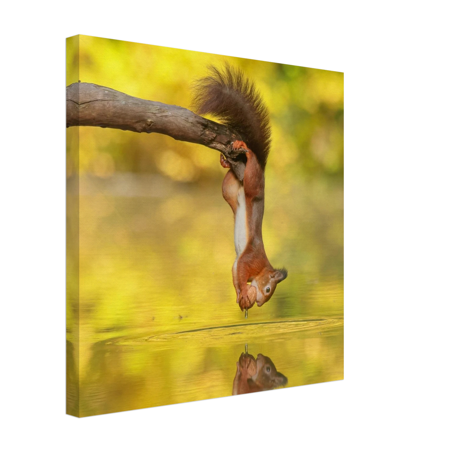 Wandbild akrobatik eichhoernchen lebendiges wildtier kunstwerk fuer ihr zuhause