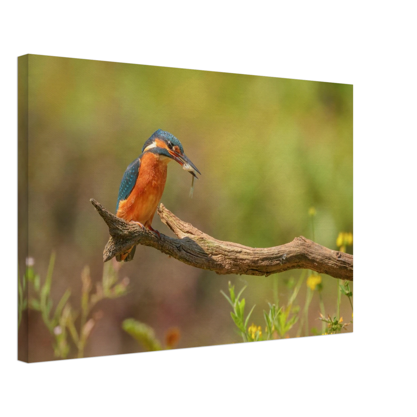Wandbild eisvogel farbpracht leuchtende naturkunst fuer ihr zuhause in vielen groessen