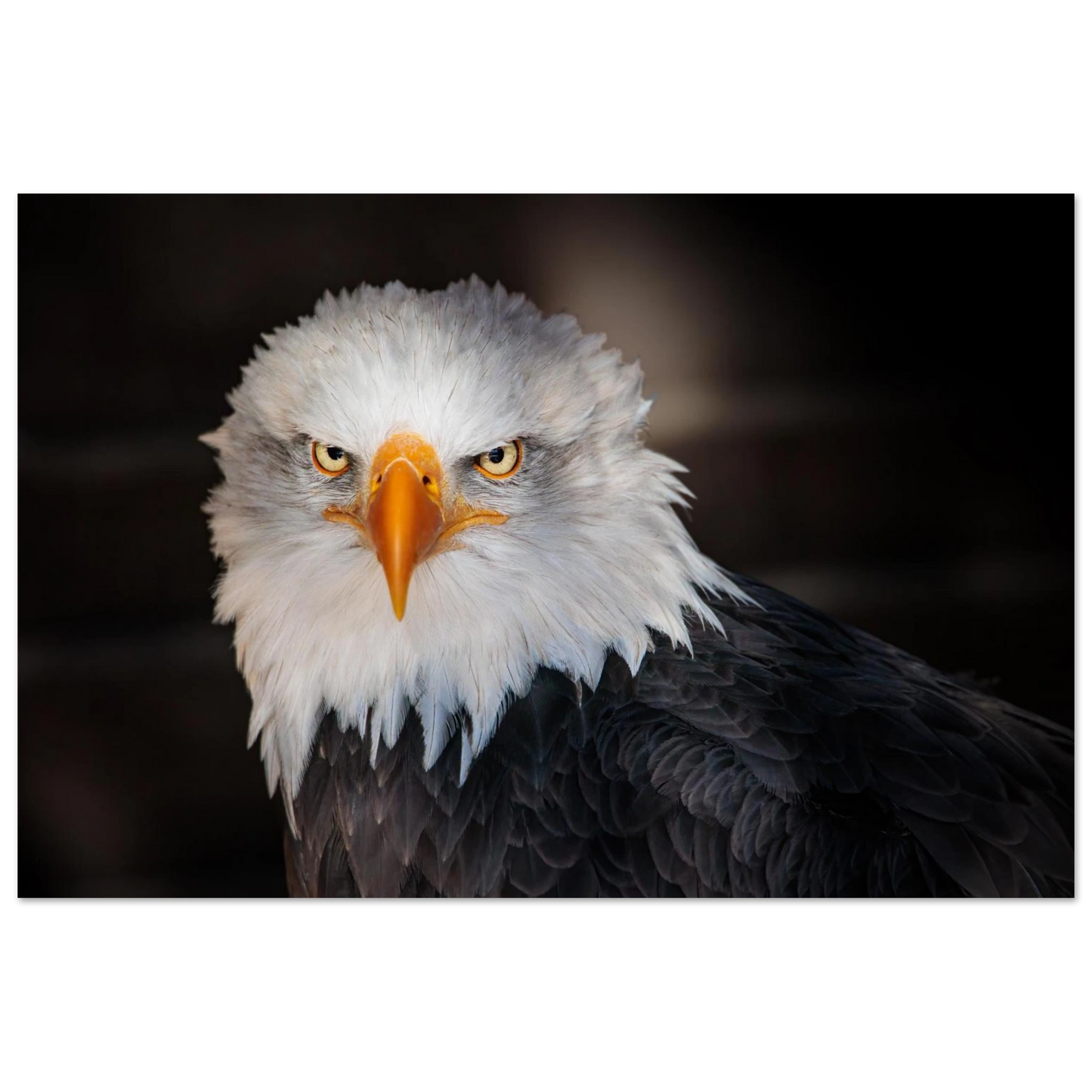 Wandbild majestaetischer adler ausdrucksstarke tierfotografie fuer ihr zuhause in vielen groessen erhaeltlich