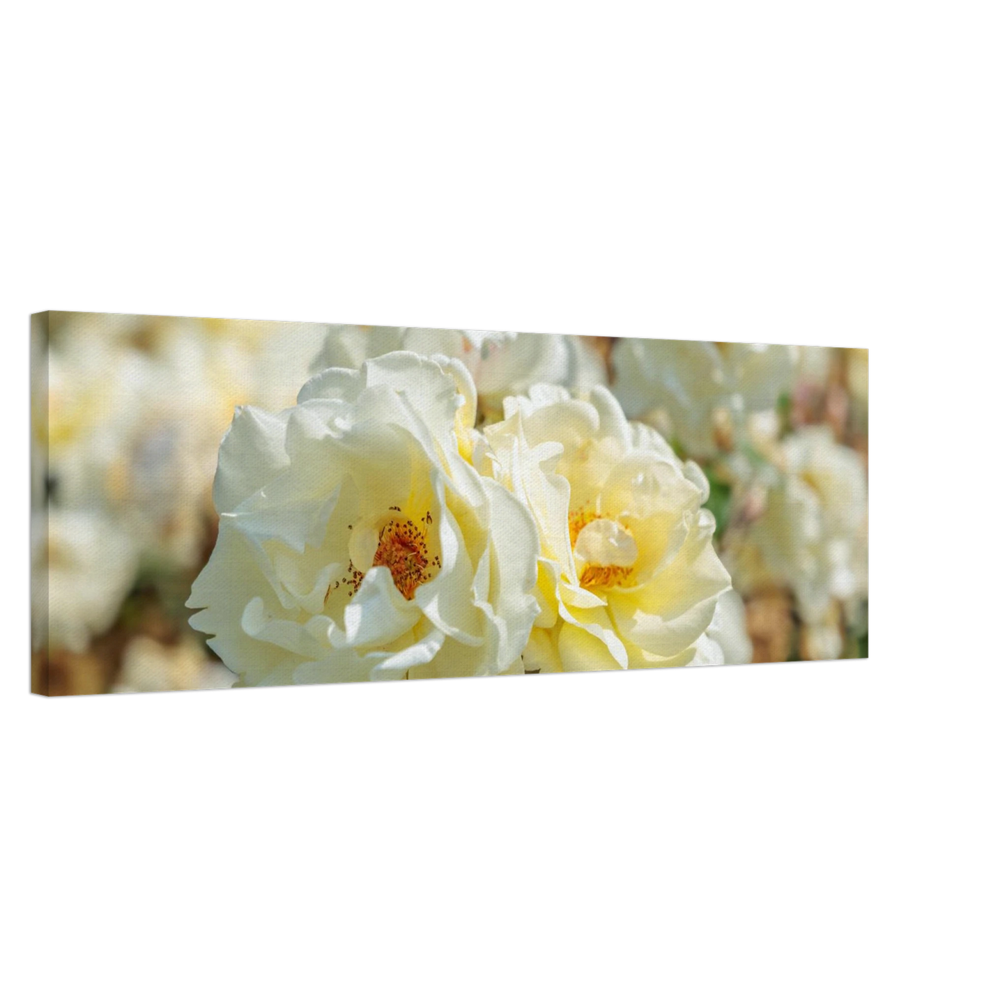 Wandbild creme weisse rosen zeitlose blumen eleganz fuer ihre wand in vielen groessen verfuegbar