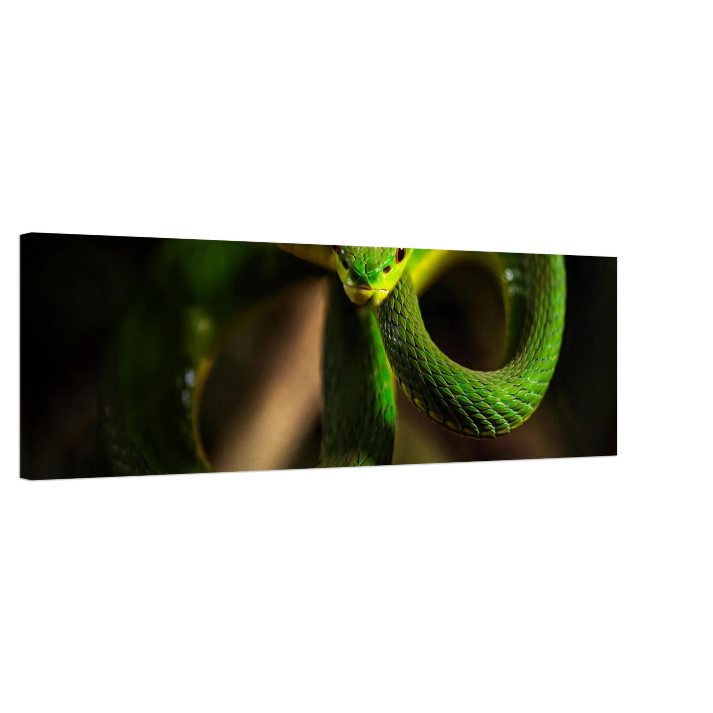 Wandbild der gruene baumviper ein hypnotischer blick in verschiedenen groessen