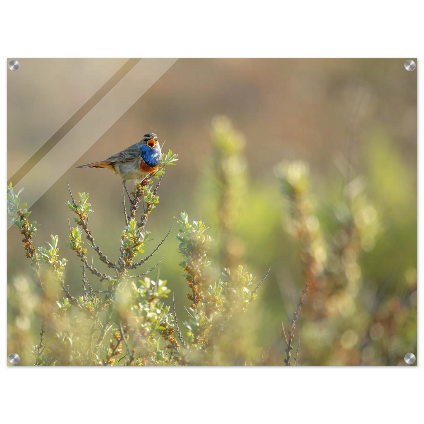 Wandbild blaukehlchen ein meisterwerk der natur auf leinwand in verschiedenen groessen erhaeltlich