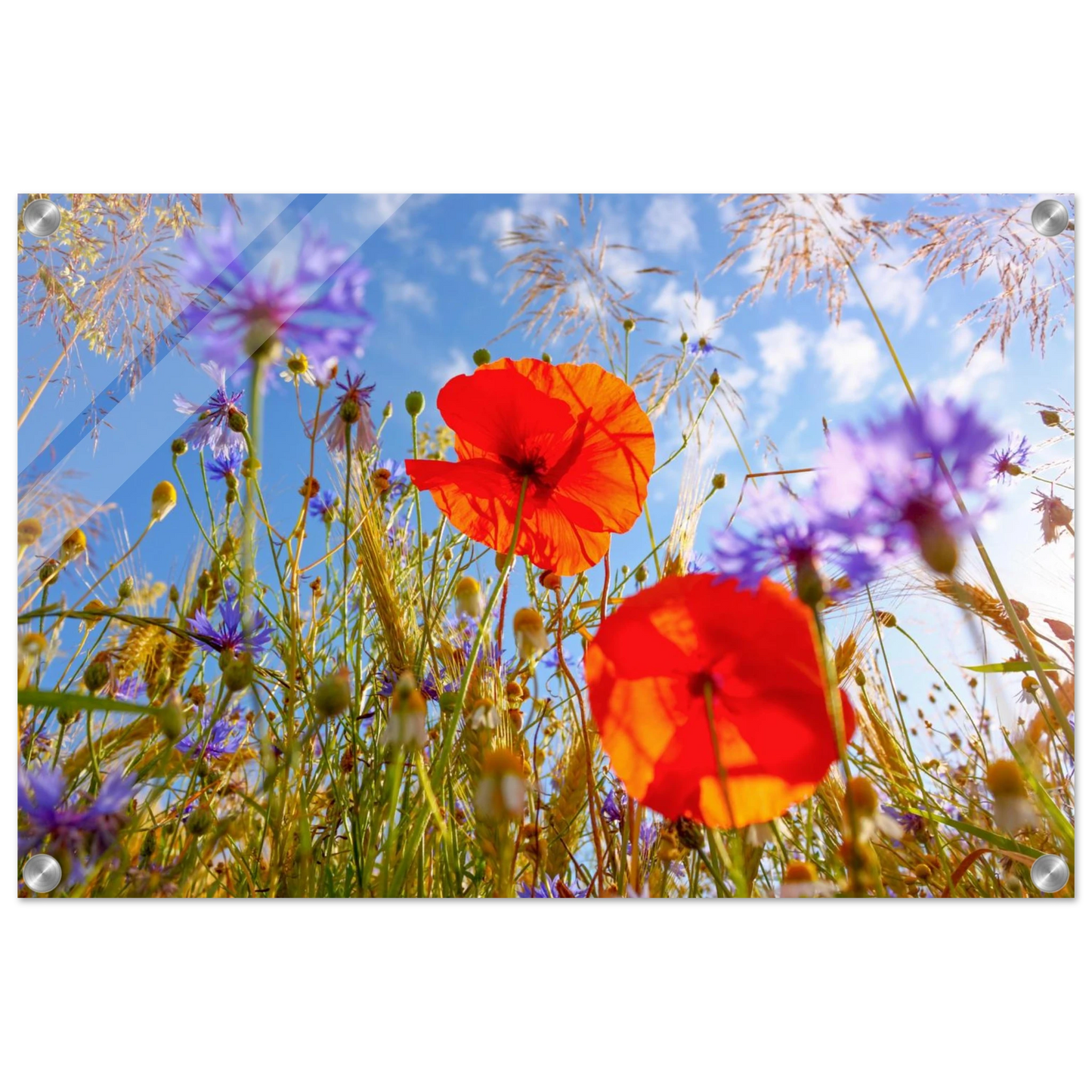 Wandbild lebendige wildblumenwiese mohnblumen kornblumen unter blauem himmel