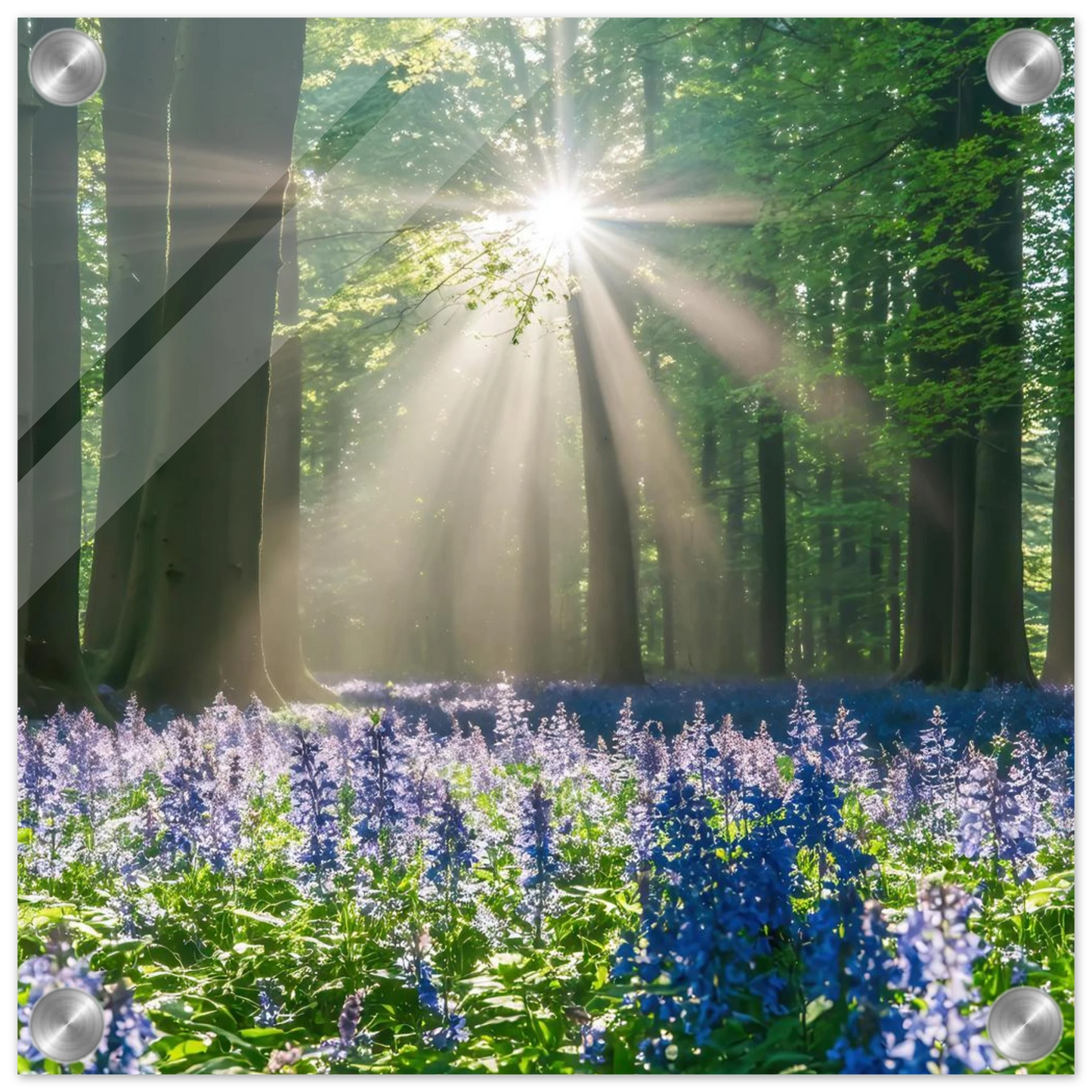Wandbild bezaubernder wald mit sonnenstrahlen und lila bluetenmeer dein stueck natur