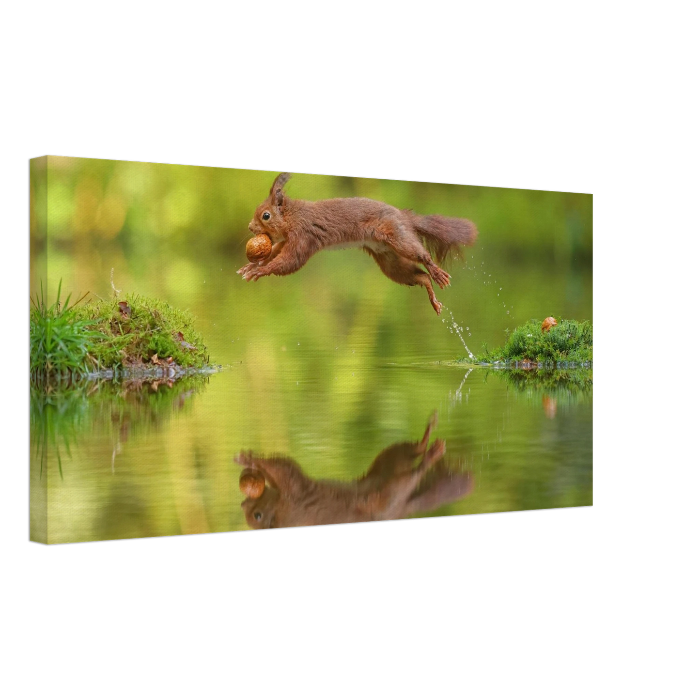 Wandbild eichhoernchen dynamisches wildtier poster mit lebendigen gruentoenen erhaeltlich in verschiedenen groessen