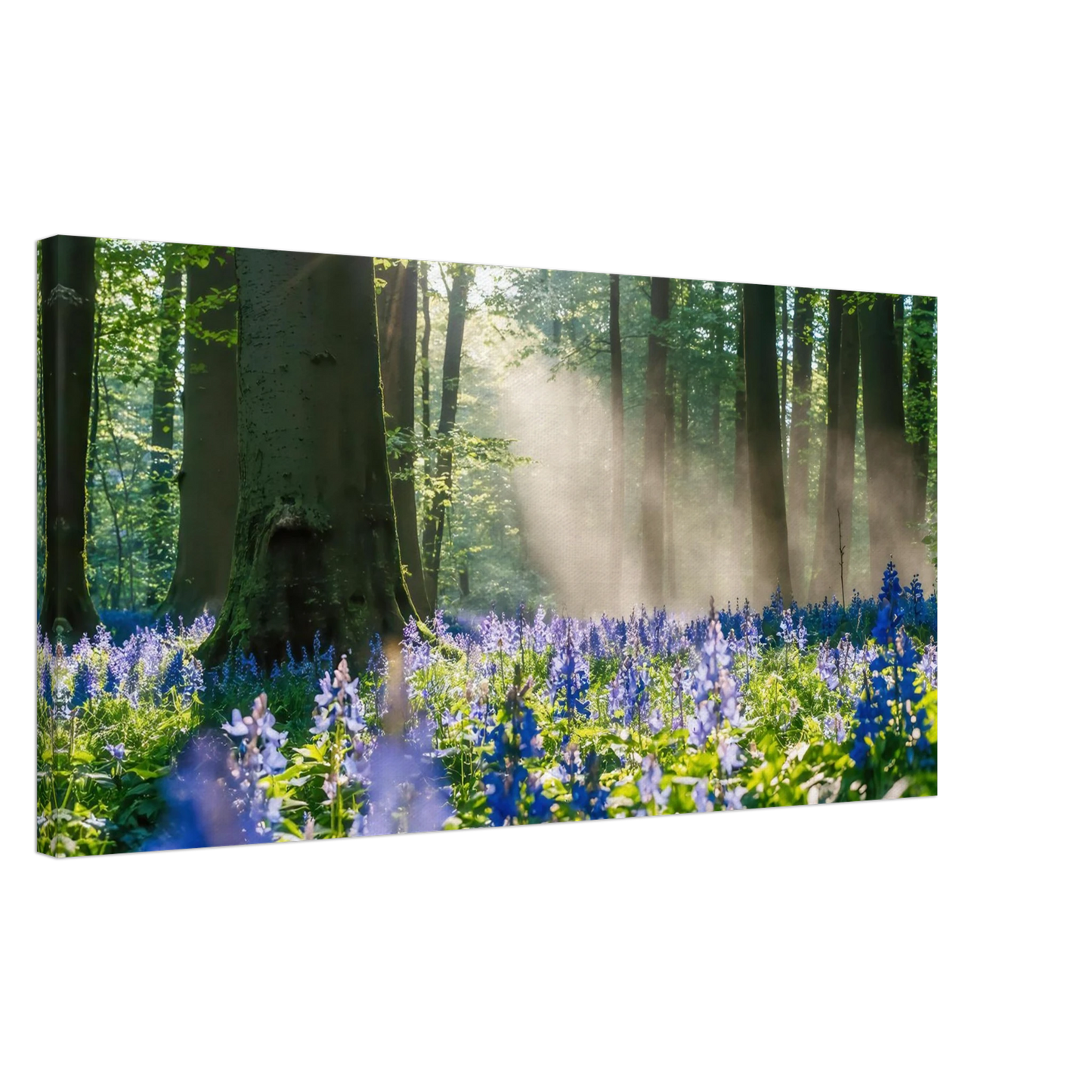 Wandbild mystische waldlichtung mit blauen glockenblumen sonnenverwoehntes naturbild in verschiedenen groessen